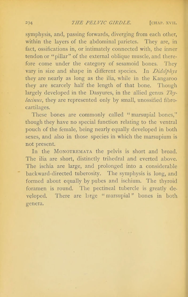 symphysis, and, passing forwards, diverging from each other, within the layers of the abdominal parietes. They are, in fact, ossifications in, or intimately connected with, the inner tendon or pillar of the external oblique muscle, and there- fore come under the category of sesamoid bones. They vary in size and shape in different species. In DiddpJiys they are nearly as long as the ilia, while in the Kangaroo they are scarcely half the length of that bone. Though largely developed in the Dasyures, in the allied genus Thy- lacifiiis, they are represented only by small, unossified fibro- cartilages. These bones are commonly called  marsupial bones, though they have no special function relating to the ventral pouch of the female, being nearly equally developed in both sexes, and also in those species in which the marsupium is not present. In the MoNOTREMATA the pelvis is short and broad. The ilia are short, distinctly trihedral and everted above. The ischia are large, and prolonged into a considerable backward-directed tuberosity. The symphysis is long, and formed about equally by pubes and ischium. The thyroid foramen is round. The pectineal tubercle is greatly de- veloped. There are large  marsupial bones in both genera.