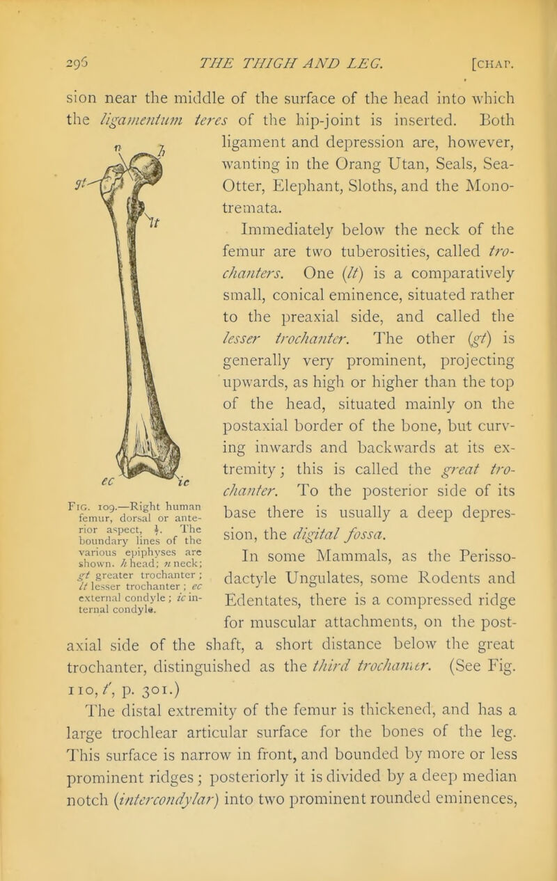 sion near the middle of the surface of the head into which the iigai/ien/itm teres of the hip-joint is inserted. Both ligament and depression are, however, wanting in the Orang Utan, Seals, Sea- Otter, Elephant, Sloths, and the Mono- tremata. Immediately below the neck of the femur are two tuberosities, called tro- chanters. One (//) is a comparatively small, conical eminence, situated rather to the preaxial side, and called the ksser trochanter. The other {gt) is generally very prominent, projecting upwards, as high or higher than the top of the head, situated mainly on the postaxial border of the bone, but curv- ing inwards and backwards at its ex- tremity ; this is called the great tro- chanter. To the posterior side of its base there is usually a deep depres- sion, the digital fossa. In some Mammals, as the Perisso- dactyle Ungulates, some Rodents and Edentates, there is a compressed ridge for muscular attachments, on the post- axial side of the shaft, a short distance below the great trochanter, distinguished as the third trochanitr. (See Fig. no,/', p. 301.) The distal extremity of the femur is thickened, and has a large trochlear articular surface for the bones of the leg. This surface is narrow in front, and bounded by more or less prominent ridges ; posteriorly it is divided by a deep median notch {intercondyhir) into two prominent rounded eminences, Fig. 109.—Right humnn femur, dorsal or ante- rior a'^pect, i. The boundary lines of the various e|)iphyses are shown, //head; «neck; greater trochanter ; // lesser trochanter ; ec external condyle ; ic in- ternal condyla.