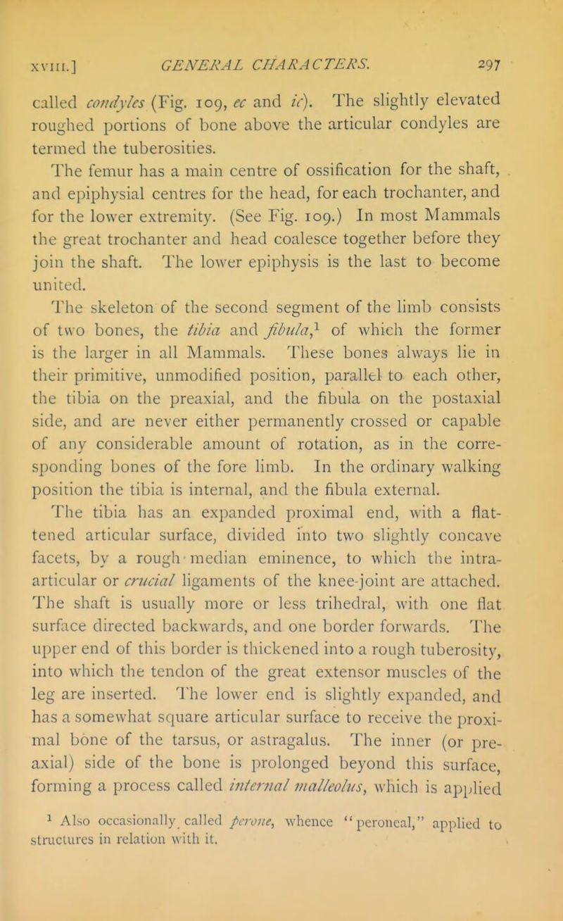 called condyles (Fig. 109, ec and /V). The slightly elevated roughed portions of bone above the articular condyles are termed the tuberosities. The femur has a main centre of ossification for the shaft, . and epiphysial centres for the head, for each trochanter, and for the lower extremity. (See Fig. 109.) In most Mammals the great trochanter and head coalesce together before they join the shaft. The lower epiphysis is the last to become united. The skeleton of the second segment of the limb consists of two bones, the tibia and fibula} of which the former is the larger in all Mammals. These bones always lie in their primitive, unmodified position, parallel to each other, the tibia on the preaxial, and the fibula on the postaxial side, and are never either permanently crossed or capable of any considerable amount of rotation, as in the corre- sponding bones of the fore limb. In the ordinary walking position the tibia is internal, and the fibula external. The tibia has an expanded proximal end, with a flat- tened articular surface, divided into two slightly concave facets, by a rough median eminence, to which the intra- articular or crucial ligaments of the knee-joint are attached. The shaft is usually more or less trihedral, with one flat surface directed backwards, and one border forwards. The upper end of this border is thickened into a rough tuberosity, into which the tendon of the great extensor muscles of the leg are inserted. The lower end is slightly expanded, and has a somewhat square articular surface to receive the proxi- mal bone of the tarsus, or astragalus. The inner (or pre- axial) side of the bone is prolonged beyond this surface, forming a process called iiitcmal vialleobis, which is applied ^ Also occasionally called peroiie, whence peroneal, applied to structures in relation with it.