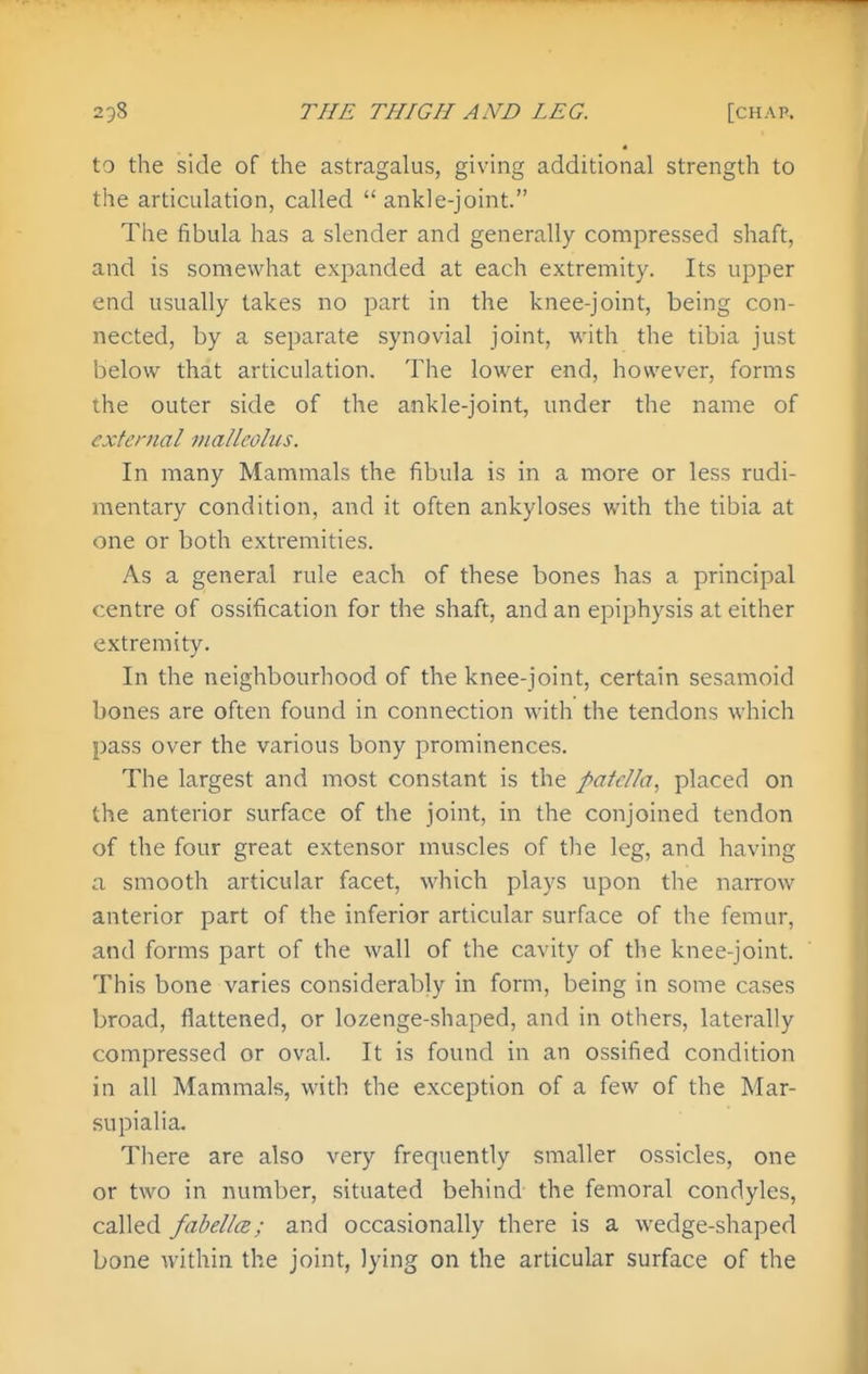 to the side of the astragalus, giving additional strength to the articulation, called ankle-joint. The fibula has a slender and generally compressed shaft, and is somewhat expanded at each extremity. Its upper end usually takes no part in the knee-joint, being con- nected, by a separate synovial joint, with the tibia just below that articulation. The lower end, however, forms the outer side of the ankle-joint, under the name of external viallcoliis. In many Mammals the fibula is in a more or less rudi- mentary condition, and it often ankyloses with the tibia at one or both extremities. As a general rule each of these bones has a principal centre of ossification for the shaft, and an epiphysis at either extremity. In the neighbourhood of the knee-joint, certain sesamoid bones are often found in connection with the tendons which pass over the various bony prominences. The largest and most constant is the patella^ placed on the anterior surface of the joint, in the conjoined tendon of the four great extensor muscles of the leg, and having a smooth articular facet, which plays upon the narrow anterior part of the inferior articular surface of the femur, and forms part of the wall of the cavity of the knee-joint. This bone varies considerably in form, being in some cases broad, flattened, or lozenge-shaped, and in others, laterally compressed or oval. It is found in an ossified condition in all Mammals, with the exception of a few of the Mar- supialia. There are also very frequently smaller ossicles, one or two in number, situated behind the femoral condyles, called fabellce; and occasionally there is a wedge-shaped bone within the joint, lying on the articular surface of the