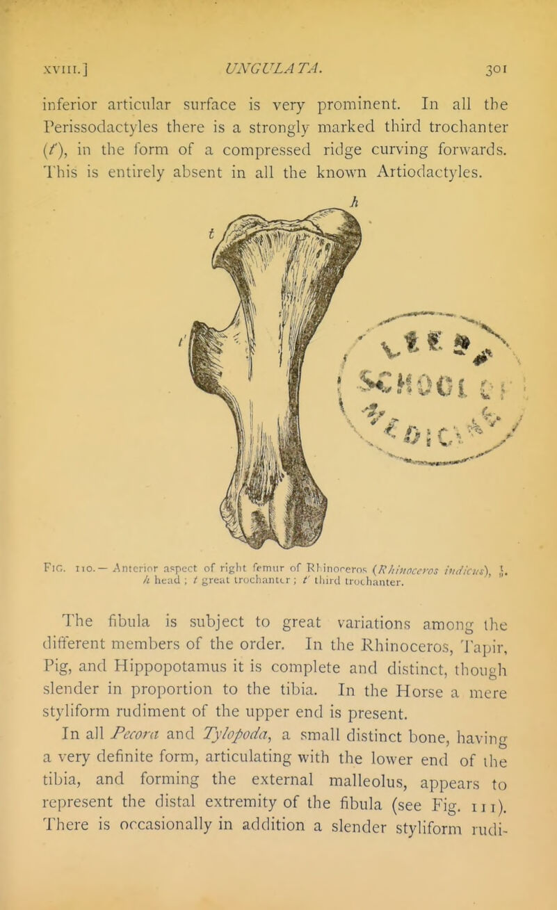 inferior articular surface is very prominent. In all the Perissodactyles there is a strongly marked third trochanter {/■'), in the form of a compressed ridge curving forwards. This is entirely absent in all the known Artiodactyles. FlC. no.— Anterior aspect of right femur nf Rllinorcrn^ {Rhitioceros itniiciis), },. h head ; i great irochantir ; t' tljird trochanter. The fibula is subject to great variations among the different members of the order. In the Rhinoceros, Tapir, Pig, and Hippopotamus it is complete and distinct, though slender in proportion to the tibia. In the Horse a mere styliform rudiment of the upper end is present. In all Pccom and Tylopoda, a small distinct bone, having a very definite form, articulating with the lower end of the tibia, and forming the external malleolus, appears to represent the distal extremity of the fibula (see Fig. m). There is occasionally in addition a slender styliform rudi-