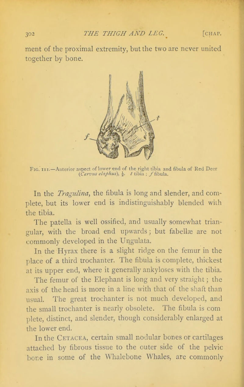 ment of the proximal extremity, but the two are never united together by bone. Fig. hi.—Anterior aspect nf lower end of the riglit tibia and fibula of Red Deer (Cerz'iis elaphus), J. / tibia ; f fibula. In the Tragnlina, the fibula is long and slender, and com- plete, but its lower end is indistinguishably blended widi the tibia. The patella is well ossified, and usually somewhat trian- gular, with the broad end upwards; but fabellas are not commonly developed in the Ungulata. In the Hyrax there is a slight ridge on the femur in the place of a third trochanter. The fibula is complete, thickest at its upper end, where it generally ankyloses with the tibia. The femur of the Elephant is long and very straight; the axis of the head is more in a line with that of the shaft than usual. The great trochanter is not much developed, and the small trochanter is nearly obsolete. The fibula is com plete, distinct, and slender, though considerably enlarged at the lower end. In the Cetacea, certain small nodular bones or cartilages attached by fibrous tissue to the outer side of the pelvic bone in some of the Whalebone Whales, are commonly