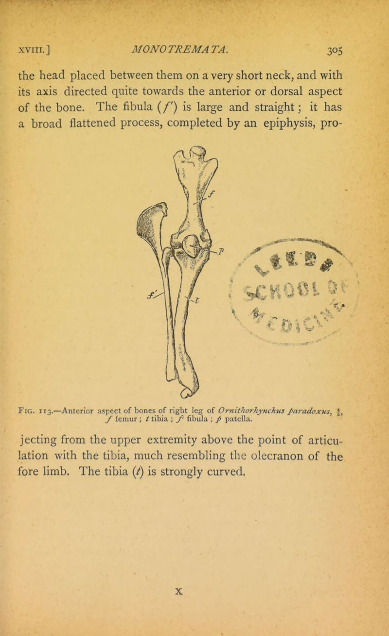 the head placed between them on a very short neck, and with its axis directed quite towards the anterior or dorsal aspect of the bone. The fibula (/') is large and straight; it has a broad flattened process, completed by an epiphysis, pro- FiG. 113.—Anterior aspect of bones of right leg Omithorhynchus paradoxus, \, / feniur ; / tibia ; /' fibula ; / patella. jecting from the upper extremity above the point of articu- lation with the tibia, much resembling the olecranon of the fore limb. The tibia {t) is strongly curved. X