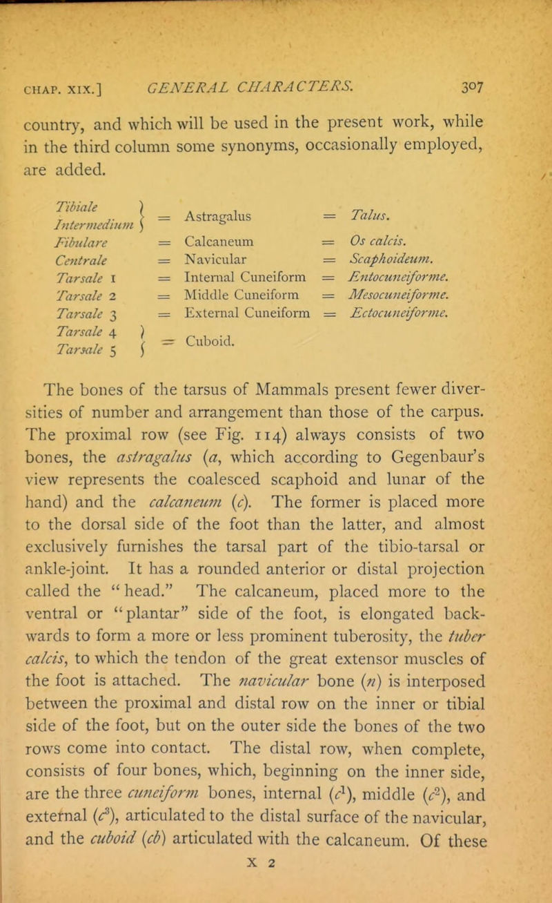 country, and which will be used in the present work, while in the third column some synonyms, occasionally employed, are added. Tibiale Intermedium Fibulare Cetitrale Tarsale I Tarsale 2 Tarsale 3 Tarsale 4 Tarsale 5 = Astragalus = Calcaneum = Navicular = Internal Cuneiform = Middle Cuneiform = External Cuneiform r= Cuboid. = Talus. — Os calcis. = Scaphoideum. = Eutocuiicifornie. - Mesocuneiforme. = Ectocuneiforme. The bones of the tarsus of Mammals present fewer diver- sities of number and arrangement than those of the carpus. The proximal row (see Fig. 114) always consists of two bones, the asiragalus {a, which according to Gegenbaur's view represents the coalesced scaphoid and lunar of the hand) and the calcaneian (c). The former is placed more to the dorsal side of the foot than the latter, and almost exclusively furnishes the tarsal part of the tibio-tarsal or ankle-joint. It has a rounded anterior or distal projection called the  head. The calcaneum, placed more to the ventral or plantar side of the foot, is elongated back- wards to form a more or less prominent tuberosity, the /ul/er calcis, to which the tendon of the great extensor muscles of the foot is attached. The navicular bone («) is interposed between the proximal and distal row on the inner or tibial side of the foot, but on the outer side the bones of the two rows come into contact. The distal row, when complete, consists of four bones, which, beginning on the inner side, are the three cunciforvi bones, internal (c\ middle and external (r'), articulated to the distal surface of the navicular, and the cuboid {cb) articulated with the calcaneum. Of these X 2