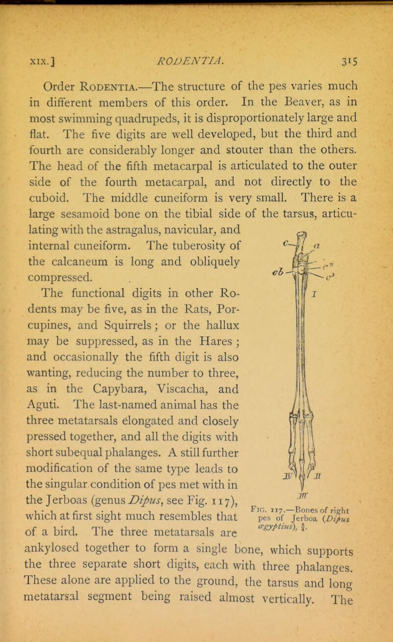 Order Rodentia.—The structure of the pes varies much in different members of this order. In the Beaver, as in most swimming quadrupeds, it is disproportionately large and flat. The five digits are well develojDed, but the third and fourth are considerably longer and stouter than the others. The head of the fifth metacarpal is articulated to the outer side of the fourth metacarpal, and not directly to the cuboid. The middle cuneiform is very small. There is a large sesamoid bone on the tibial side of the tarsus, articu- lating with the astragalus, navicular, and internal cuneiform. The tuberosity of the calcaneum is long and obliquely compressed. The functional digits in other Ro- dents may be five, as in the Rats, Por- cupines, and Squirrels; or the hallux may be suppressed, as in the Hares ; and occasionally the fifth digit is also wanting, reducing the number to three, as in the Capybara, Viscacha, and Aguti. The last-named animal has the three metatarsals elongated and closely pressed together, and all the digits with short subequal phalanges. A still further modification of the same type leads to the singular condition of pes met with in the Jerboas (genus Dipus, see Fig. 117), which at first sight much resembles that of a bird. The three metatarsals are ankylosed together to form a single bone, which supports the three separate short digits, each with three phalanges. These alone are applied to the ground, the tarsus and long metatarsal segment being raised almost vertically. The Fir.. 117.—Bones of right pes of Jerboa {Dipus a-gyptms), \.