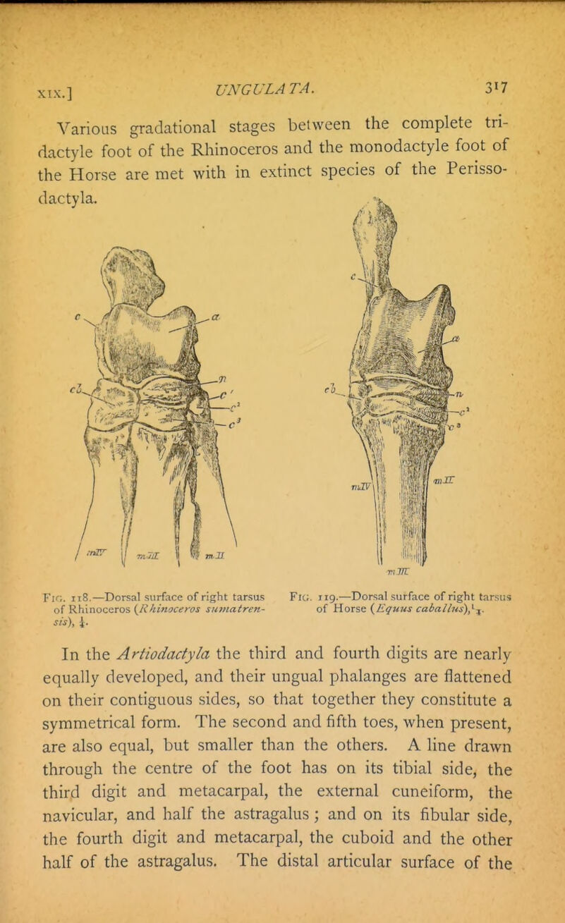 Various gradational stages between the complete tri- dactyle foot of the Rhinoceros and the monodactyle foot of the Horse are met with in extinct species of the Perisso- dactyla. TiTTT Fk;. 118.—Dorsal surface of right tarsus of Rhinoceros {Rhinoceros sumatren- sis), J. Fk;. 119.—Dorsal surface of right tarsus of Horse {Equus caballus),^-^. In the Artiodadyla the third and fourth digits are nearly equally developed, and their ungual phalanges are flattened on their contiguous sides, so that together they constitute a symmetrical form. The second and fifth toes, when present, are also equal, but smaller than the others. A line drawn through the centre of the foot has on its tibial side, the third digit and metacarpal, the external cuneiform, the navicular, and half the astragalus; and on its fibular side, the fourth digit and metacarpal, the cuboid and the other half of the astragalus. The distal articular surface of the