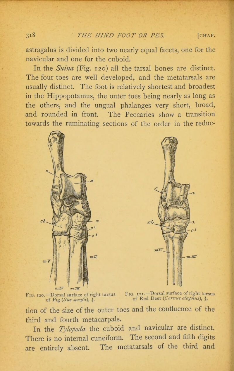 astragalus is divided into two nearly equal facets, one for the navicular and one for the cuboid. In the Suina (Fig. 120) all the tarsal bones are distinct. The four toes are well developed, and the metatarsals are usually distinct. The foot is relatively shortest and broadest in the Hippopotamus, the outer toes being nearly as long as the others, and the ungual phalanges very short, broad, and rounded in front. The Peccaries show a transition towards the ruminating sections of the order in the reduc- FiG. 120.—Dorsal surface of right tarsus Fig. 121.—Dorsal surface of right tarsus of Pig {Sus scro/a), \. of Red Deer {Cei-vus elaphus), \. tion of the size of the outer toes and the confluence of the third and fourth metacarpals. In the Tylopoda the cuboid and navicular are distinct. There is no internal cuneiform. The second and fifth digits are entirely absent. The metatarsals of the third and