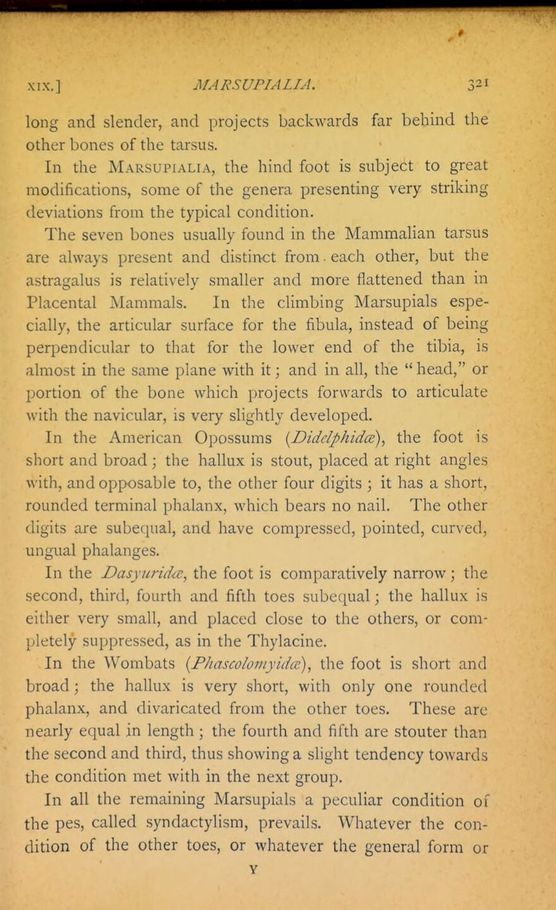 long and slender, and projects backwards far behind the other bones of the tarsus. In the Marsupialia, the hind foot is subject to great modifications, some of the genera presenting very striking deviations from the typical condition. The seven bones usually found in the Mammalian tarsus are always present and distinct from. each other, but the astragalus is relatively smaller and more flattened than in Placental Mammals. In the climbing Marsupials espe- cially, the articular surface for the fibula, instead of being perpendicular to that for the lower end of the tibia, is almost in the same plane with it; and in all, the  head, or portion of the bone which projects forwards to articulate with the navicular, is very slightly developed. In the American Opossums {Didclphidce), the foot is short and broad; the hallux is stout, placed at right angles with, and opposable to, the other four digits ; it has a short, rounded terminal phalanx, which bears no nail. The other digits are subequal, and have compressed, pointed, curved, ungual phalanges. In the Dasyuridoi, the foot is comparatively narrow; the second, third, fourth and fifth toes subequal; the hallux is either very small, and placed close to the others, or com- pletely suppressed, as in the Thylacine. In the Wombats {Phascolomyidcc), the foot is short and broad; the hallux is very short, with only one rounded phalanx, and divaricated from the other toes. These are nearly equal in length ; the fourth and fifth are stouter than the second and third, thus showing a slight tendency towards the condition met with in the next group. In all the remaining Marsupials a peculiar condition of the pes, called syndactylism, prevails. Whatever the con- dition of the other toes, or whatever the general form or Y