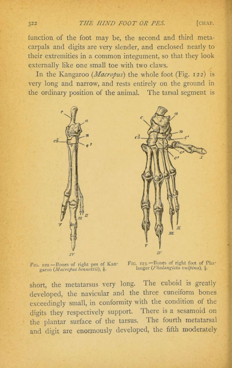 function of the foot may be, the second and third meta- carpals and digits are very slender, and enclosed nearly to their extremities in a common integument, so that they look externally like one small toe with two claws. In the Kangaroo {Macropiis) the whole foot (Fig. 122) is very long and narrow, and rests entirely on the ground in the ordinary position of the animal. The tarsal segment is Fig. IZ2.—Bones of right pes of Kan- Fro. f23.-;Bonffs of right foot of Pha- garoo {Mdcropus bentiettii), 'anger {P/uilangtstu vulj>ma), short, the metatarsus very long. The cuboid is greatly developed, the navicular and the three cuneiform bones exceedingly small, in conformity with the condition of the digits they respectively support. There is a sesamoid on the plantar surface of the tarsus. The fourth metatarsal and digit are enormously developed, the fifth moderately