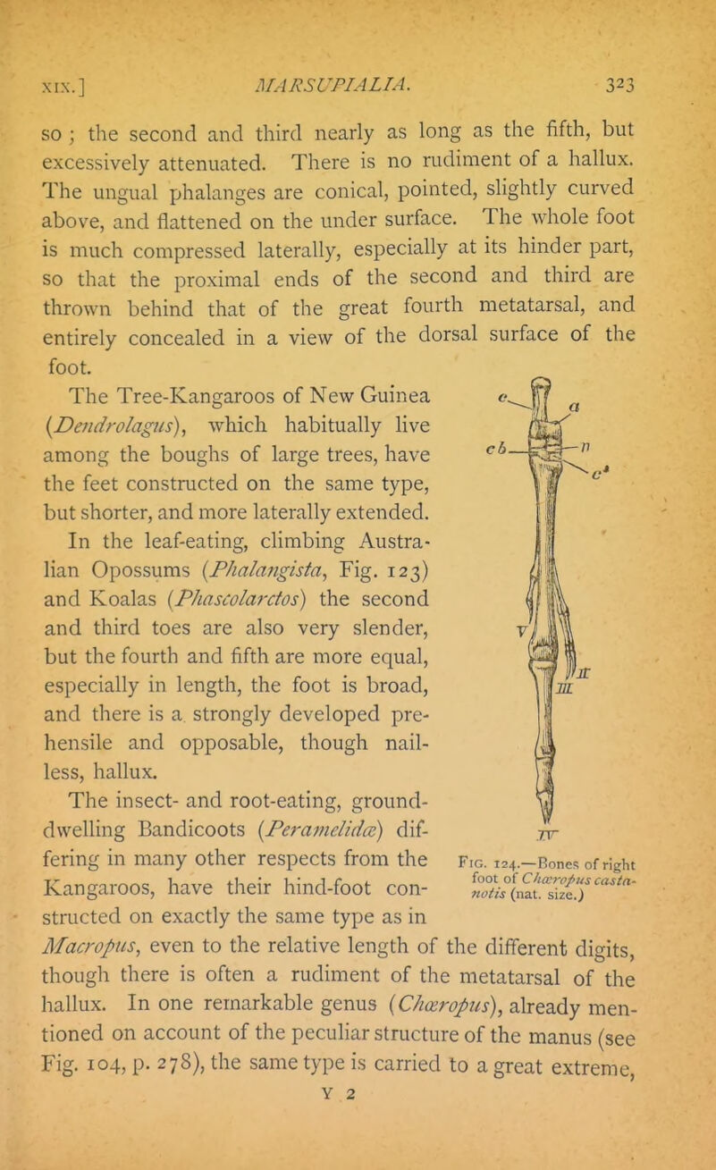 SO ; the second and third nearly as long as the fifth, but excessively attenuated. There is no rudiment of a hallux. The ungual phalanges are conical, pointed, slightly curved above, and flattened on the under surface. The whole foot is much compressed laterally, especially at its hinder part, so that the proximal ends of the second and third are thrown behind that of the great fourth metatarsal, and entirely concealed in a view of the dorsal surface of the foot. The Tree-Kangaroos of New Guinea {Dendrolagus), which habitually live among the boughs of large trees, have the feet constructed on the same type, but shorter, and more laterally extended. In the leaf-eating, climbing Austra- lian Opossums {P/ialangista, Fig. 123) and Koalas {Phascolardos) the second and third toes are also very slender, but the fourth and fifth are more equal, especially in length, the foot is broad, and there is a strongly developed pre- hensile and opposable, though nail- less, hallux. The insect- and root-eating, ground- dwelling Bandicoots {PeramcUda) dif- fering in many other respects from the Kangaroos, have their hind-foot con- structed on exactly the same type as in Macropus, even to the relative length of the different digits, though there is often a rudiment of the metatarsal of the hallux. In one remarkable genus {CJmropiis), already men- tioned on account of the peculiar structure of the manus (see Fig. 104, p. 278), the same type is carried to a great extreme, Y 2 Fig. 124.— Rones of right foot of Chccrojtus casta- notis (nat. size.)