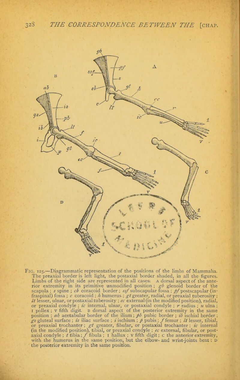 Fig. 125.—Diagrammatic representation of the positions of the Hmbs of Mammaha. The preaxial border is left light, the postaxial border shaded, in all the figures. Limbs of the right side are represented in all cases: A dorsal aspect of the ante- rior e.xtremity in its primitive unmodified position ; gb glenoid border of the scapula ; j spine ; cb coracoid border ; ssf subscapular fos.sa ; p/postscapular (in- fraspinal) fossa ; c coracoid ; h humerus ; ^/greater, radial, or preaxial tuberosity ; It lesser, ulnar, or postaxial tuberosity ; cc external (in the modified position), radial, or preaxial condyle ; ic internal, ulnar, or postaxial condyle ; r radius ; ii ulna ; I poUex ; V fifth digit. B donsal aspect of the posterior extremity in the same position ; ab acetabular border of the ilium; ph pubic border ; ib ischial border ; gs gluteal surface ; is iliac surface ; 2 ischium ; / pubis ; _/femur ; It lesser, tibial, or preaxial trochanter ; gt greater, fibular, or postaxial trochanter : ic internal (in the modified position), tibial, or preaxial condyle ; ec external, fibular, or post- axial condyle ; i? tibia ;y fibula ; I hallux; v fifth digit; c the anterior extremity, with the humerus in the same position, but the elbow- and wrist-joints bent ; D the posterior extremity in the same position.