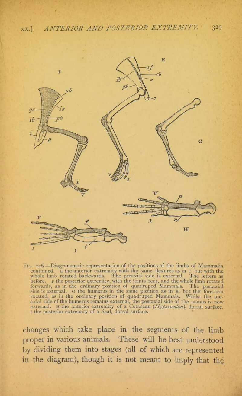 Fig. 126.—Diagrammatic representation of the positions of the limbs of Mammalia continued. E the anterior extremity with the same flexures as in c, but with the •whole limb rotated backwards. The preaxial side is e.xternal. 'I'he letters as before. F the posterior extremity, with the joints bent, .and the whole limb rotated forwards, as in the ordinary position of quadruped Mammals. The postaxial side is external, r. the humerus in the same position as in e, but the fore-arm rotated, as in the ordinary position of quadruped Mammals. Whilst the pre- axial side of the humenis remains external, the postaxial side of the manus is now external. H the anterior extremity of a Cetacean (Hyperoodon), dor.sal surface. I the posterior extremity of a Seal, dorsal surface. changes which take place in the segments of the limb proper in various animals. These will be best understood by dividing them into stages (all of which are represented in the diagram), though it is not meant to imply that the