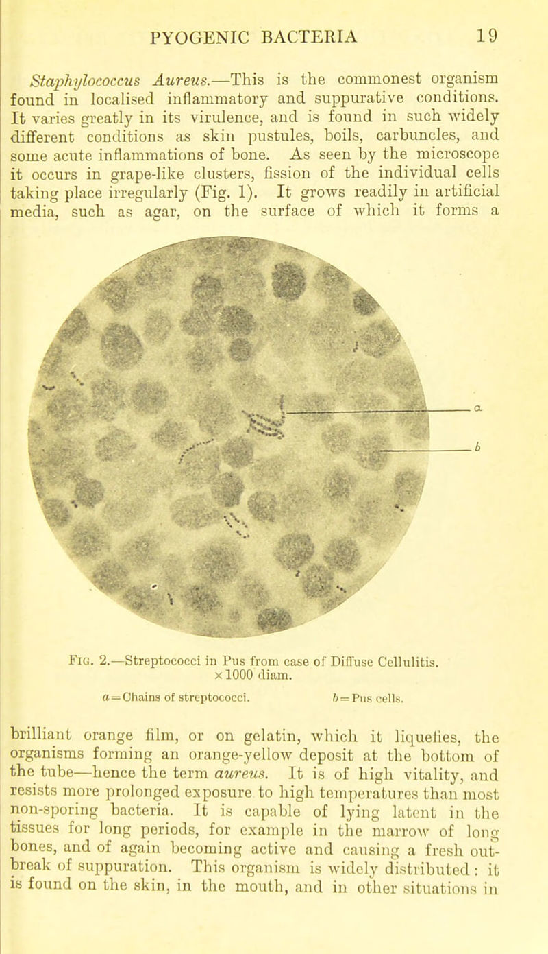 Staphylococcus Aureus.—This is the commonest organism found in localised inflammatory and suppurative conditions. It varies greatly in its virulence, and is found in such widely different conditions as skin pustules, boils, carbuncles, and some acute inflammations of bone. As seen by the microscope it occurs in grape-like clusters, fission of the individual cells taking place irregularly (Fig. 1). It grows readily in artificial media, such as agar, on the surface of which it forms a 6 Fig. 2.—Streptococci in Pus from case of Diffuse Cellulitis. X1000 diam. a = Chains of streptococci. 6 = Pus cells. brilliant orange film, or on gelatin, which it liquefies, the organisms forming an orange-yellow deposit at the bottom of the tube—hence the term aureus. It is of high vitality, and resists more prolonged exposure to high temperatures than most non-sporing bacteria. It is capable of lying latent in the tissues for long periods, for example in the marrow of long bones, and of again becoming active and causing a fresh out- break of suppuration. This organism is widely distributed : it is found on the skin, in the mouth, and in other situations in