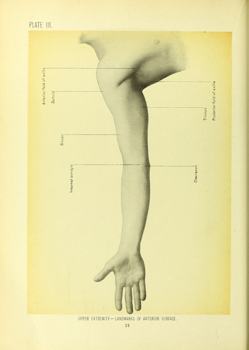 PLATE III, ' • '-yv \ I UPPER EXTREMITY-LANDMARKS OF ANTERIOR SURFACE.