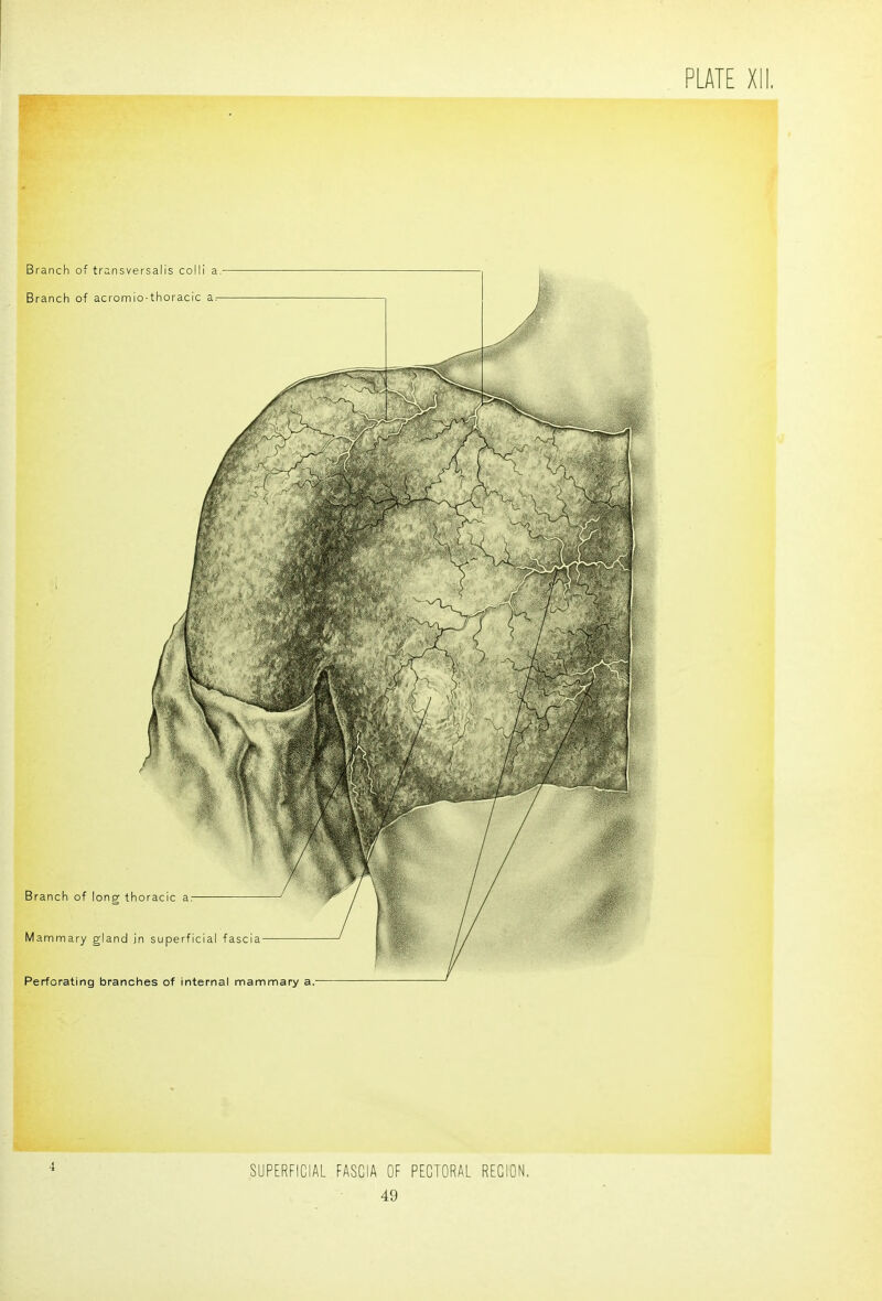 Branch of transversalis colli a.- Branch of acromio-thoracic a- 4 SUPERFICIAL FASCIA OF PECTORAL RECION,