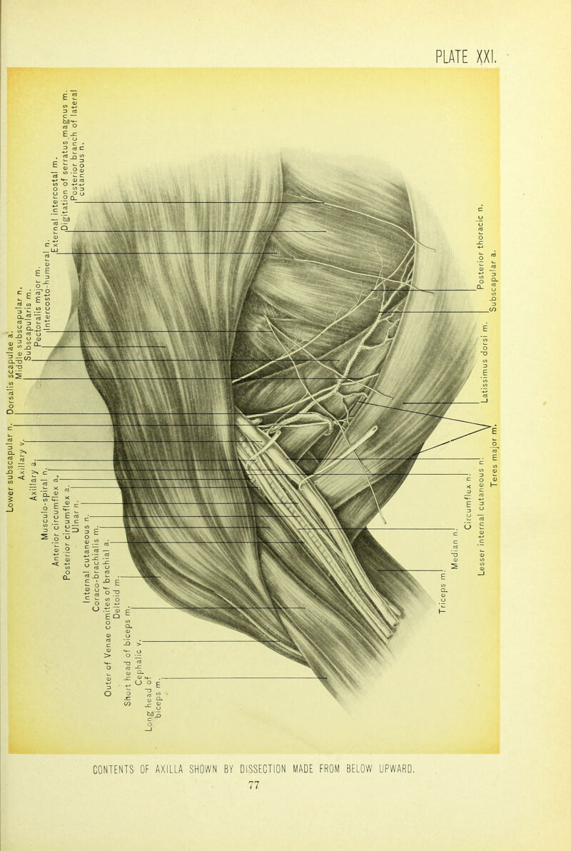 CONTENTS OF AXILLA SHOWN BY DISSECTION MADE FROM BELOW UPWARD.