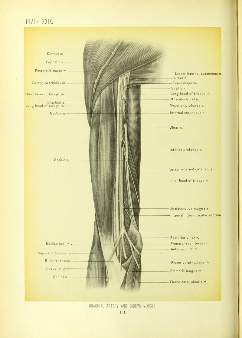 Deltoid m Cephalic v Pectoralis maior m. Coraco brachlalis m Short head of biceps m.- Brachial a Long head of biceps m Median n,- Basilic V Median basilic v Supinator longus m Bicipital fascia Biceps tendon Radial a.- Lesser internal cutaneous n, Ulnar n. Teres major m. Basilic V. Long head of triceps m. Musculo-spiral n. Superior profunda a. Internal cutaneous n. Ulnar n. Inferior profunda a. Lesser internal cutaneous n. nner head of triceps m Anastomotica magna a. Internal intermuscular septum Posterior ulnar v. Pronator radii teres m. Anterior ulnar v. Flexor carpi radialis m. Palmaris longus m Flexor carpi ulnaris m BRACHIAL ARTERY AND BICEPS MUSCLE,