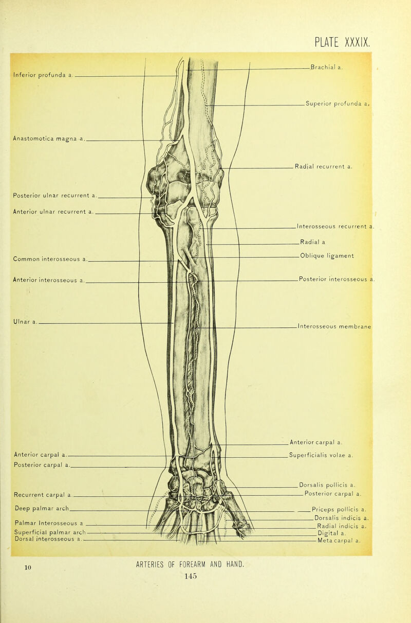 Inferior profunda a. Anastomotica magna a Posterior ulnar recurrent a Anterior ulnar recurrent a. Comnnon interosseous a Anterior interosseous a Ulnar a. Anterior carpal a. Posterior carpal a Recurrent carpal a Deep palmar arch Palmar Interosseous a Superficial palmar arch Dorsal interosseous a.- — Brachial a. Superior profunda a, Radial recurrent a. nterosseous recurrent a. Radial a Oblique ligament Posterior interosseous a. Interosseous membrane Anterior carpal a. Superficialis volae a. Dorsalis pollicis a. _Posterior carpal a. .Priceps pollicis a. _Dorsalis indicis a. Radial indicis a, Digital a. — Meta caroal a. 10 ARTERIES OF FOREARM AND HAND,