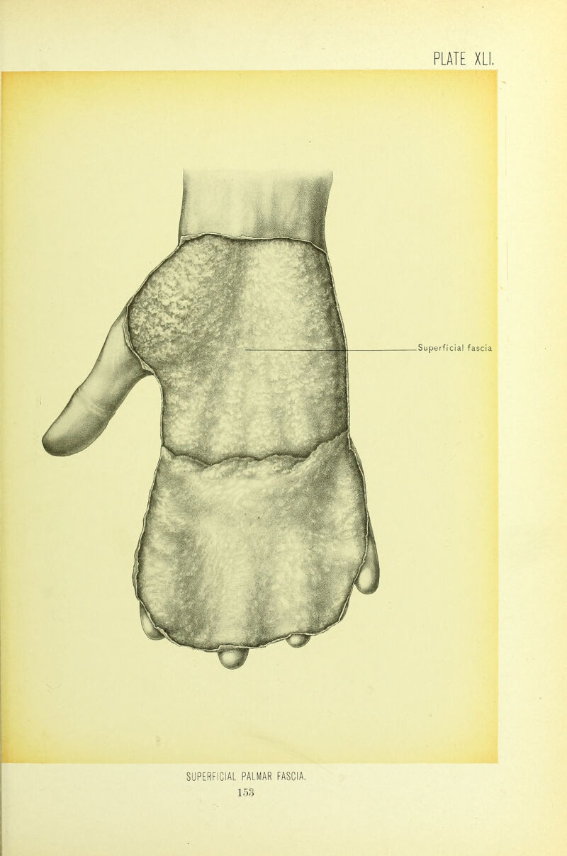 Superficial fascia SUPERFICIAL PALMAR FASCIA,