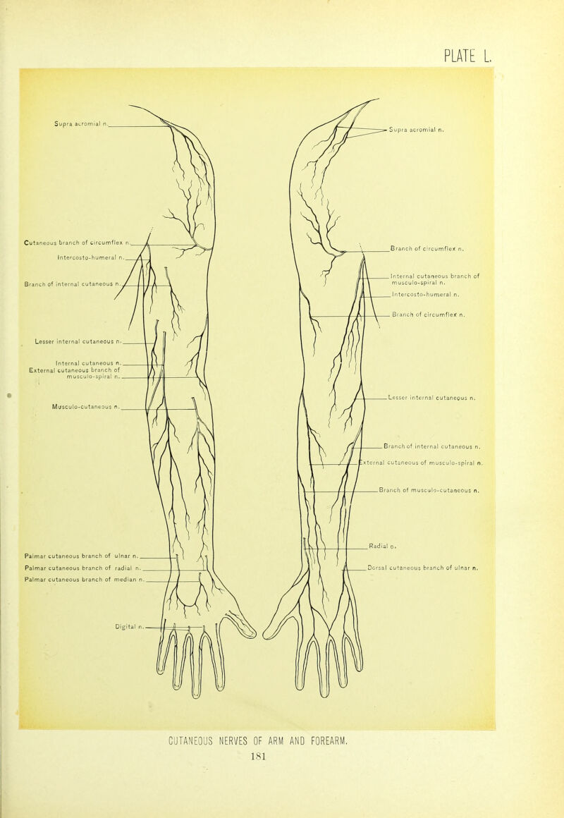 CUTANEOUS NERVES OF ARM AND FOREARM,