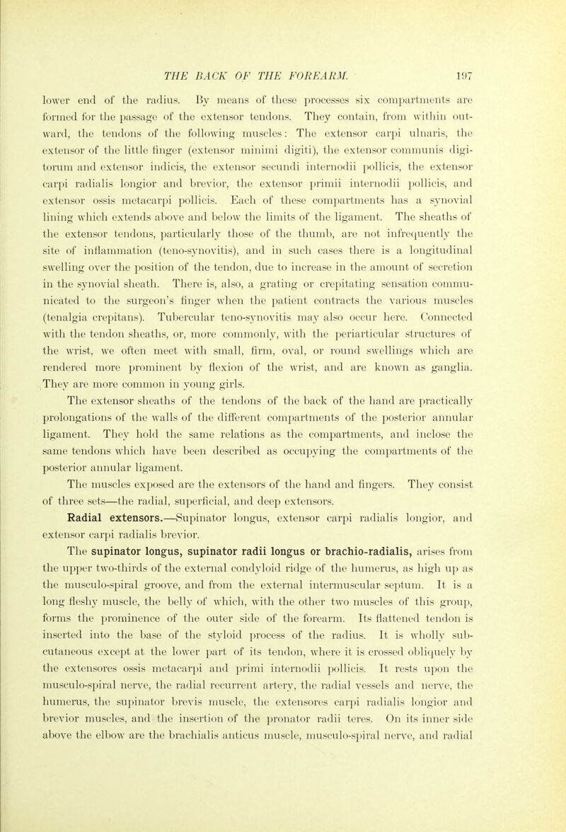 lower end of the radius. By means of these processes six compartments are formed for the passage of the extensor tendons. They contain, from within out- ward, the tendons of the following muscles: The extensor carpi ulnaris, the extensor of the little finger (extensor minimi digiti), the extensor communis digi- torum and extensor indicis, the extensor secundi internodii pollicis, the extensor carpi radialis longior and brevior, the extensor primii internodii pollicis, and extensor ossis metacarpi pollicis. Each of these compartments has a synovial lining which extends above and below the limits of the ligament. The sheaths of the extensor tendons, particularly those of the thumb, are not infrecjuently the site of inflammation (teno-synovitis), and in such cases there is a longitudinal swelling over the position of the tendon, due to increase in the amount of secretion in the synovial sheath. There is, also, a grating or crepitating sensation commu- nicated to the surgeon's finger when the patient contracts the various muscles (tenalgia crepitans). Tubercular teno-synovitis may also occur here. Connected with the tendon sheaths, or, more commonly, with the periarticular structures of the wrist, we often meet with small, firm, oval, or round swellings which are rendered more prominent by flexion of the wrist, and are known as ganglia. They are more common in young girls. The extensor sheaths of the tendons of the back of the hand are practically prolongations of the walls of the different compartments of the posterior annular ligament. They hold the same relations as the compartments, and inclose the same tendons which have been described as occupying the compartments of the posterior annular ligament. The muscles exposed are the extensors of the hand and fingers. They consist of three sets—the radial, superficial, and deep extensors. Radial extensors.—Supinator longus, extensor carpi radialis longior, and extensor carpi radialis brevior. The supinator longus, supinator radii longus or brachio-radialis, arises from the upper two-thirds of the external condyloid ridge of the humerus, as high up as the musculo-spiral groove, and from the external intermuscular septum. It is a long fleshy muscle, the belly of which, with the other two muscles of this group, forms the prominence of the outer side of the forearm. Its flattened tendon is inserted into the base of the styloid process of the radius. It is wholly sub- cutaneous except at the lower part of its tendon, where it is crossed obliquely by the extensores ossis metacarpi and primi internodii pollicis. It rests upon the musculo-spiral nerve, the radial recurrent artery, the radial vessels and nerve, the humerus, the supinator brevis muscle, the extensores carpi radialis longior and brevior muscles, and the insertion of the pronator radii teres. On its inner side above the elbow are the brachialis anticus muscle, musculo-spiral nerve, and radial