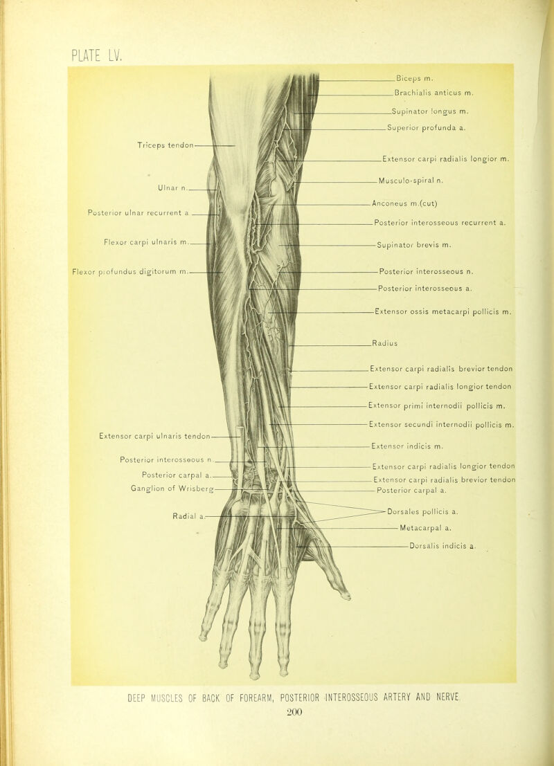 Triceps tendon Ulnar n Posterior ulnar recurrent a Flexor carpi ulnaris m Flexor piofundus digitorum m Extensor carpi ulnaris tendon Posterior interosseous n Posterior carpal a Ganglion of Wrisbe Radia Biceps m. Brachialis anticus m. .Supinator longus m. Superior profunda a. Extensor carpi radialis longior m. Musculo-spiral n, Anconeus m.(cut) Posterior interosseous recurrent a. Supinator brevis m. Posterior interosseous n. Posterior interosseous a. Extensor ossis metacarpi pollicis m. Extensor carpi radialis brevior tendon Extensor carpi radialis longior tendon Extensor primi internodii pollicis m. Extensor secundi internodii pollicis m. Extensor indicis m. Extensor carpi radialis longior tendon Extensor carpi radialis brevior tendon Posterior carpal a. Dorsales pollicis a. Metacarpal a, Dorsalis indicis a. DEEP MUSCLES OF BACK OF FOREARM, POSTERIOR INTEROSSEOUS ARTERY AND NERVE,