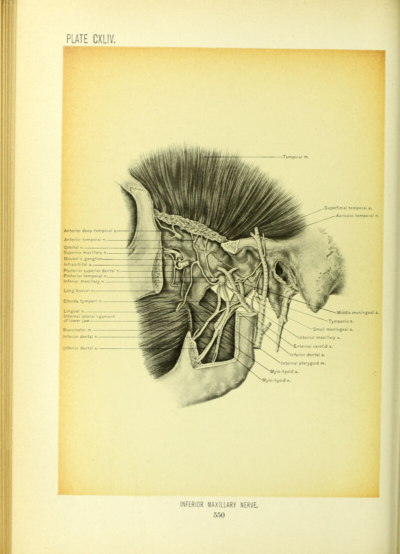 INFERIOR MAXILLARY NERVE.