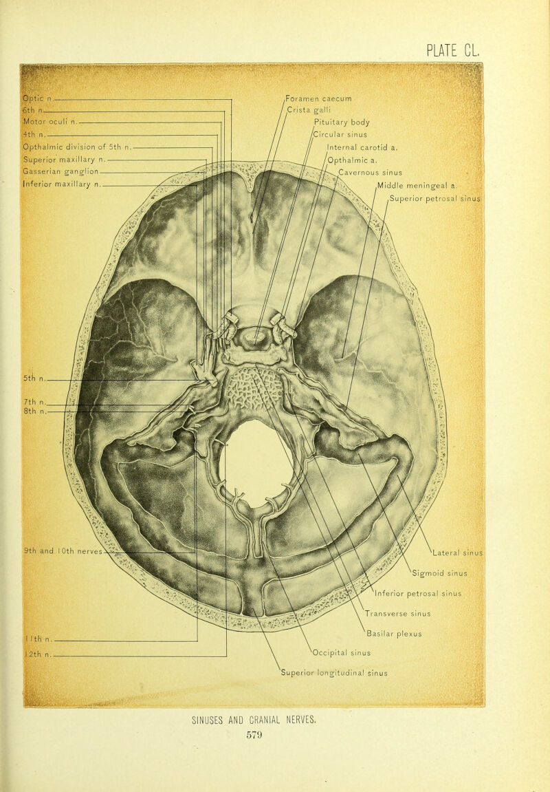 SINUSES AND CRANIAL NERVES,