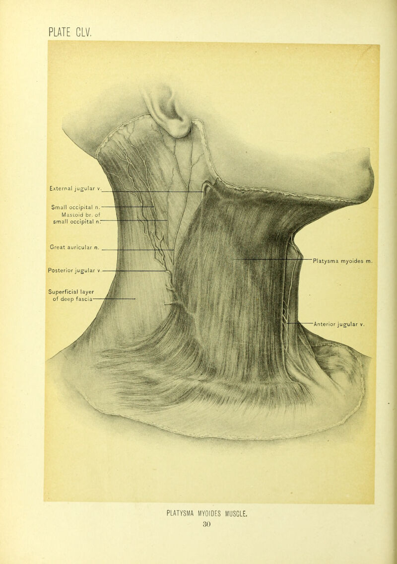 PLATYSMA MYOIDES MUSCLE.