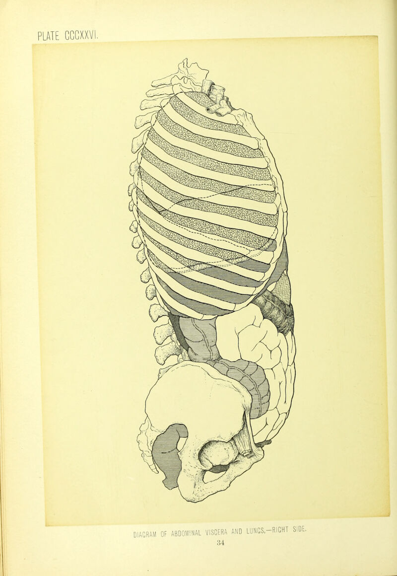 DIAGRAM OF ABDOMINAL VISCERA AND LUNGS-RIGHT SIDE.