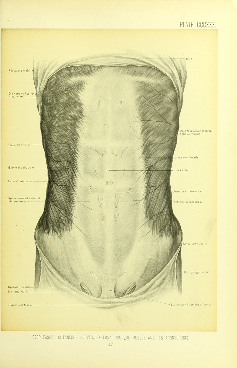 DEEP FASCIA, CUTANEOUS NERVES, EXTERNAL OBLIQUE MUSCLE AND ITS APONEUROSIS.