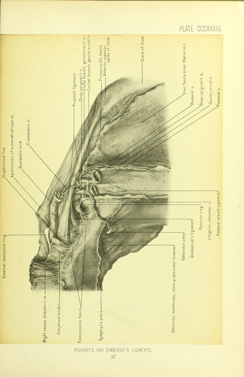 PLATE CCCXXXIIL POUPART'S AND GIMBERNAT'S LIGAMENTS.