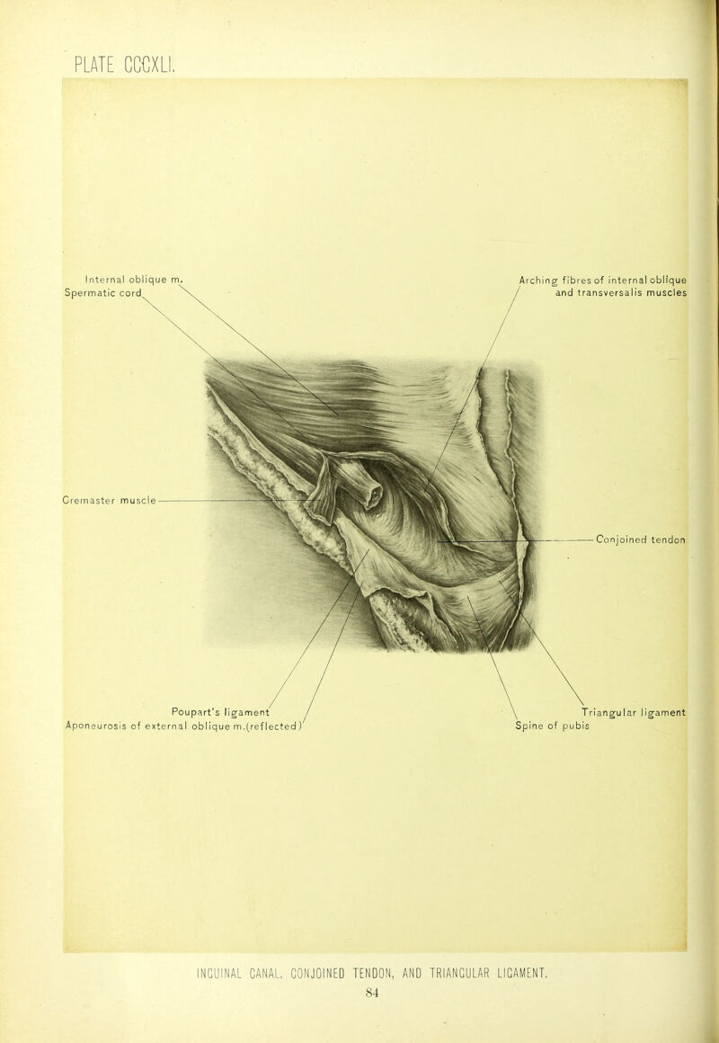 INGUINAL CANAL, CONJOINED TENDON, AND TRIANGULAR LIGAMENT,