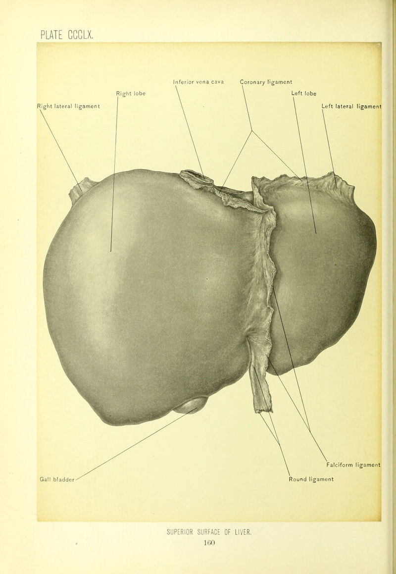 1 -4 SUPERIOR SURFACE OF LIVER.