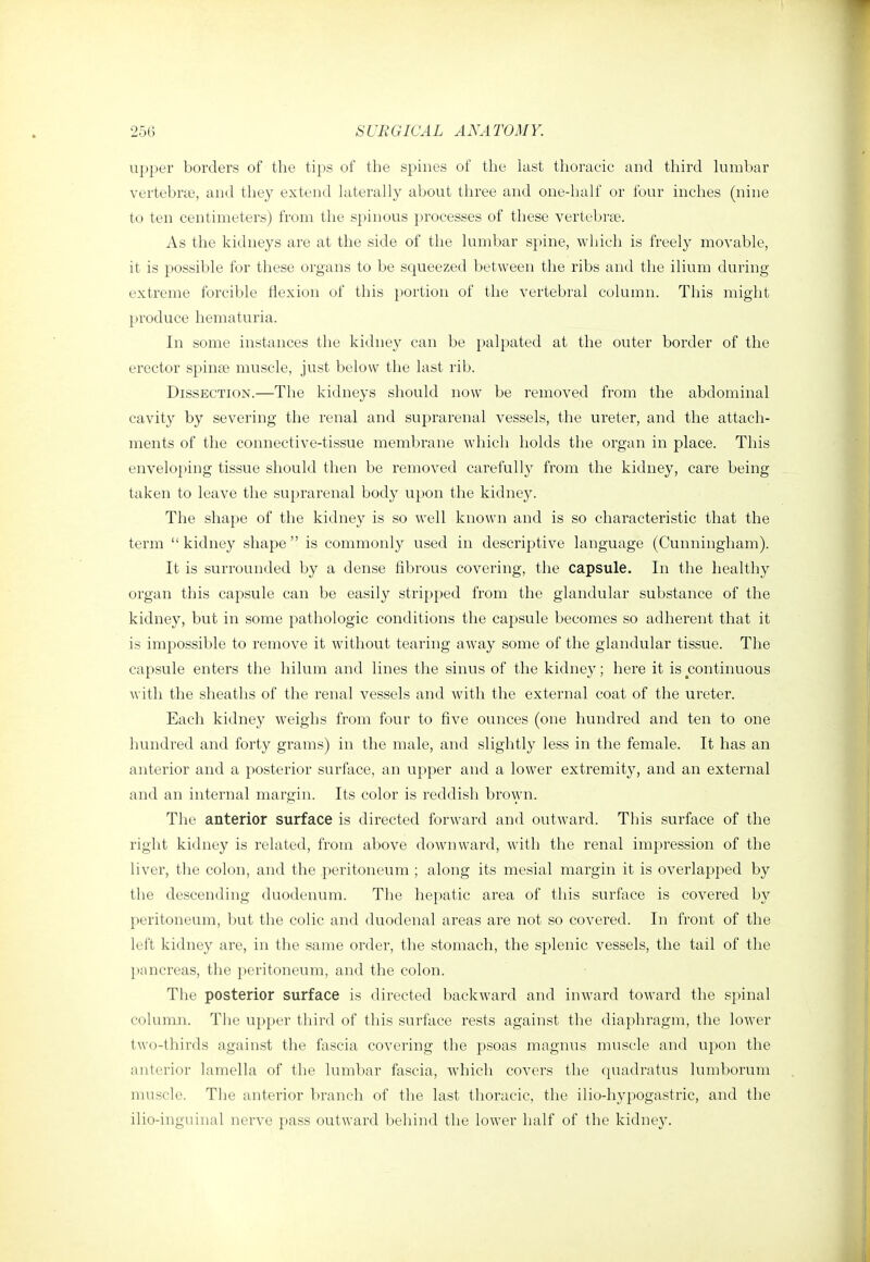 upper borders of the tips of the spines of the hist thoracic and third kimbar vertebrte, and tliey extend hiterally about three and one-half or four inches (nine to ten centimeters) from the spinous processes of these vertebi'te. As the kidneys are at the side of the himbar spine, which is freely movable, it is possible for these organs to be squeezed between the ribs and the ilium during extreme forcible flexion of this portion of the vertebral column. This might produce hematuria. In some instances the kidney can be palpated at the outer border of the erector spinge muscle, just below the last rib. Dissection.—The kidneys should now be removed from the abdominal cavity by severing the renal and suprarenal vessels, the ureter, and the attach- ments of the connective-tissue membrane which holds the organ in place. This enveloping tissue should then be removed careful!} from the kidney, care being taken to leave the suprarenal body upon the kidney. The shape of the kidney is so well known and is so characteristic that the term  kidney shape  is commonly used in descriptive language (Cunningham). It is surrounded by a dense fibrous covering, the capsule. In the healthy organ this capsule can be easily stripped from the glandular substance of the kidney, but in some pathologic conditions the capsule becomes so adherent that it is impossible to remove it without tearing away some of the glandular tissue. The capsule enters the hilum and lines the sinus of the kidney; here it is continuous with the sheaths of the renal vessels and with the external coat of the ureter. Each kidney weighs from four to five ounces (one hundred and ten to one hundred and forty grams) in the male, and slightly less in the female. It has an anterior and a posterior surface, an upper and a lower extremity, and an external and an internal margin. Its color is reddish brown. The anterior surface is directed forward and outward. This surface of the right kidney is related, from above downward, with the renal impression of the liver, the colon, and the peritoneum ; along its mesial margin it is overlapped by the descending duodenum. The hepatic area of this surface is covered by peritoneum, but the colic and duodenal areas are not so covered. In front of the left kidney are, in the same order, the stomach, the splenic vessels, the tail of the pancreas, the })eritoneum, and the colon. The posterior surface is directed backward and inward toward the spinal column. The upper third of this surface rests against the diaphragm, the lower two-thirds against the fascia covering the psoas magnus muscle and upon the anterior lamella of the lumbar fascia, which covers the quadratus lumborum muscle. The anterior branch of the last thoracic, the ilio-hypogastric, and the ilio-inguinal nerve pass outward behind the lower half of the kidne3^