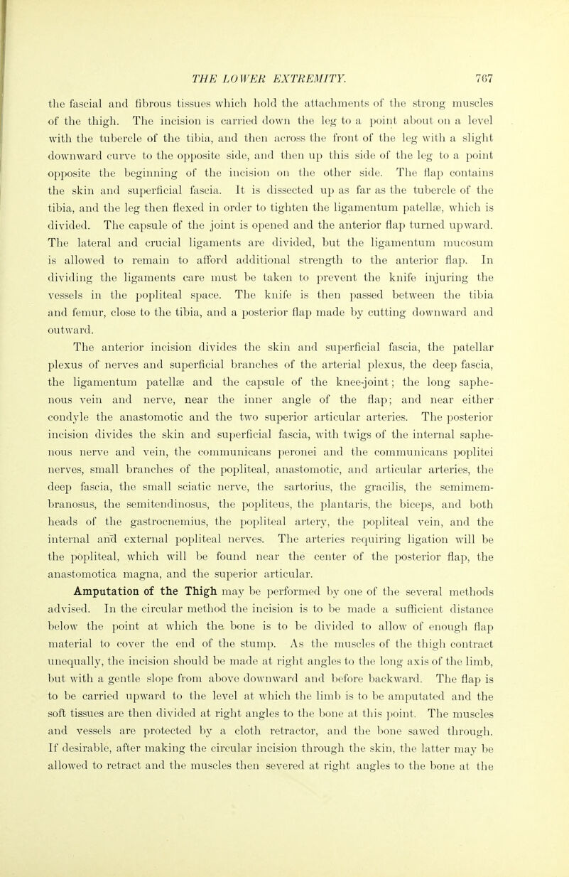the fascial and fibrous tissues which hold the attachments of the strong muscles of the thigh. The incision is carried down the leg to a point about on a level with the tubercle of the tibia, and then across the front of the leg with a slight downward curve to the opposite side, and then up this side of the leg to a point opposite the beginning of the incision on the other side. The flap contains the skin and superficial fascia. It is dissected up as far as the tubercle of the tibia, and the leg then flexed in order to tighten the ligamentum patellae, which is divided. The capsule of the joint is opened and the anterior flap turned upward. The lateral and crucial ligaments are divided, but the ligamentum mucosum is allowed to remain to afford additional strength to the anterior flap. In dividing the ligaments care must be taken to prevent the knife injuring the vessels in the popliteal space. The knife is then passed between the tibia and femur, close to the tibia, and a posterior flap made by cutting downward and outward. The anterior incision divides the skin and superficial fascia, the patellar plexus of nerves and superficial branches of the arterial plexus, the deep fascia, the ligamentum patellae and the capsule of the knee-joint; the long saphe- nous vein and nerve, near the inner angle of the flap; and near either condyle the anastomotic and the two superior articular arteries. The posterior incision divides the skin and superficial fascia, with twigs of the internal saphe- nous nerve and vein, the communicans peronei and the communicans poplitei nerves, small branches of the popliteal, anastomotic, and ai^ticular arteries, the deep fascia, the small sciatic nerve, the sartorius, the gracilis, the semimem- branosus, the semitendinosus, the popliteus, the plantaris, the biceps, and both heads of the gastrocnemius, the j)opliteal artery, the popliteal vein, and the internal ancl external popliteal nerves. The arteries requiring ligation will be the popliteal, which will be found near the center of the posterior flap, the anastomotica magna, and the superior articular. Amputation of the Thigh may be performed by one of the several methods advised. In the circular method the incision is to be made a sufficient distance below the point at which the bone is to be divided to allow of enough flap material to cover the end of the stump. As the muscles of the thigh contract unequally, the incision should be made at right angles to the long axis of the limb, but with a gentle slope from above downward and before backward. The flap is to be carried upward to the level at which the limb is to be amputated and the soft tissues are then divided at right angles to the bone at this |)oint. The muscles and vessels are protected by a cloth retractor, and the bone sawed through. If desirable, after making the circular incision through the skin, the latter may be allowed to retract and the muscles then severed at right angles to the bone at the