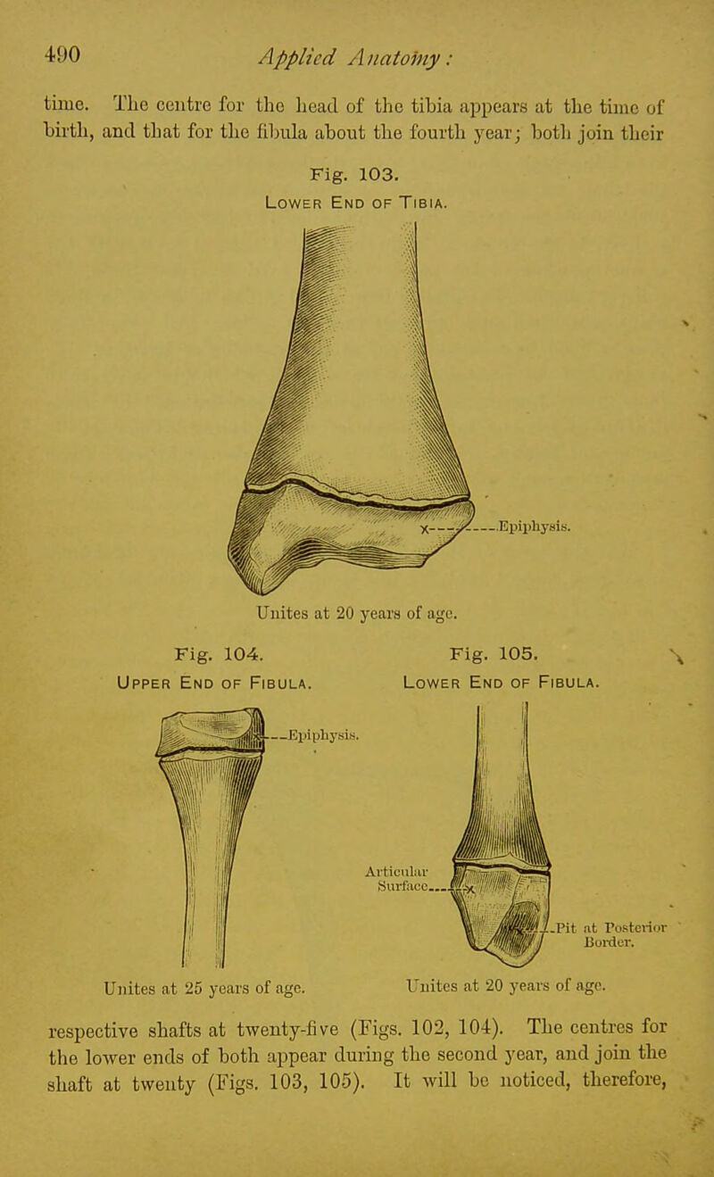 time. The centre for the head of the tibia appears at the tunc of birth, and that for the fibnla about the fourth j'ear; both join their Fig. 103. Lower End of Tibia. Epiphysis. Unites at 20 years of ago. Fig. 104. Fig. 105. Upper End of Fibula. Lower End of Fibula. Unites at 25 years of age. Unites at 20 years of age. respective shafts at twenty-five (Figs. 102, 104). The centres for the lower ends of both appear during the second year, and join the shaft at twenty (Figs. 103, 105). It will be noticed, therefore,