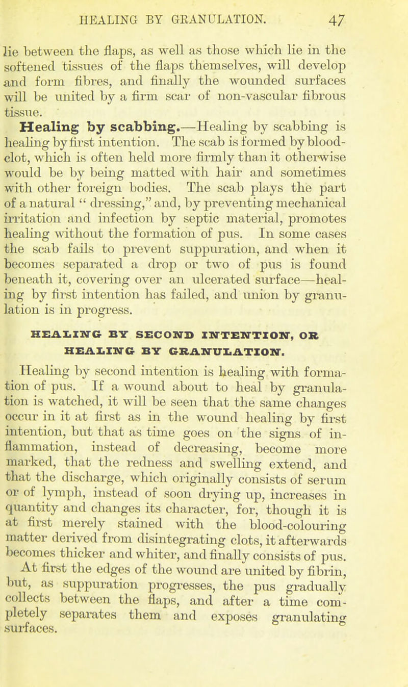 lie between the flaps, as well as those which lie in the softened tissues of the flaps themselves, will develop and form fibres, and finally the wovmded surfaces will be united by a firm scai- of non-vascular fibrous tissue. Healing by scabbing.—Healing by scabbing is healing by first intention. The scab is f oi-med by blood- clot, which is often held more firmly than it otherwise would be by being matted with hair and sometimes with other foreign bodies. The scab plays the part of a natural  dressing, and, by preventing mechanical irritation and infection by septic material, pi-omotes healing without the formation of pus. In some cases the scab fails to prevent suppuration, and when it becomes separated a drop or two of pus is found beneath it, covering over an ulcerated surface—heal- ing by first intention has failed, and union by granu- lation is in progress. HEAIiZUG BV SECOND XN'TEN'TZOia', OR HZ:ilI.IirG BV GRil.M-UX.ATIOia-. Healing by second intention is healing with forma- tion of pus. If a wound about to heal by granula- tion is watched, it will be seen that the same changes occur in it at fii-st as in the wound healing by first intention, but that as time goes on the signs of in- flammation, instead of decreasing, become more marked, that the redness and swelling extend, and that the discharge, which originally consists of serum or of lymph, instead of soon drying up, increases in quantity and changes its character, for, though it is at first merely stained with the blood-colouring matter derived from disintegrating clots, it afterwards becomes thicker and whiter, and finally consists of pus. At first the edges of the wound are united by fibrin, but, as suppuration progi-esses, the pus gradually collects between the flaps, and after a time com- pletely separates them and exposes granulating surfaces.
