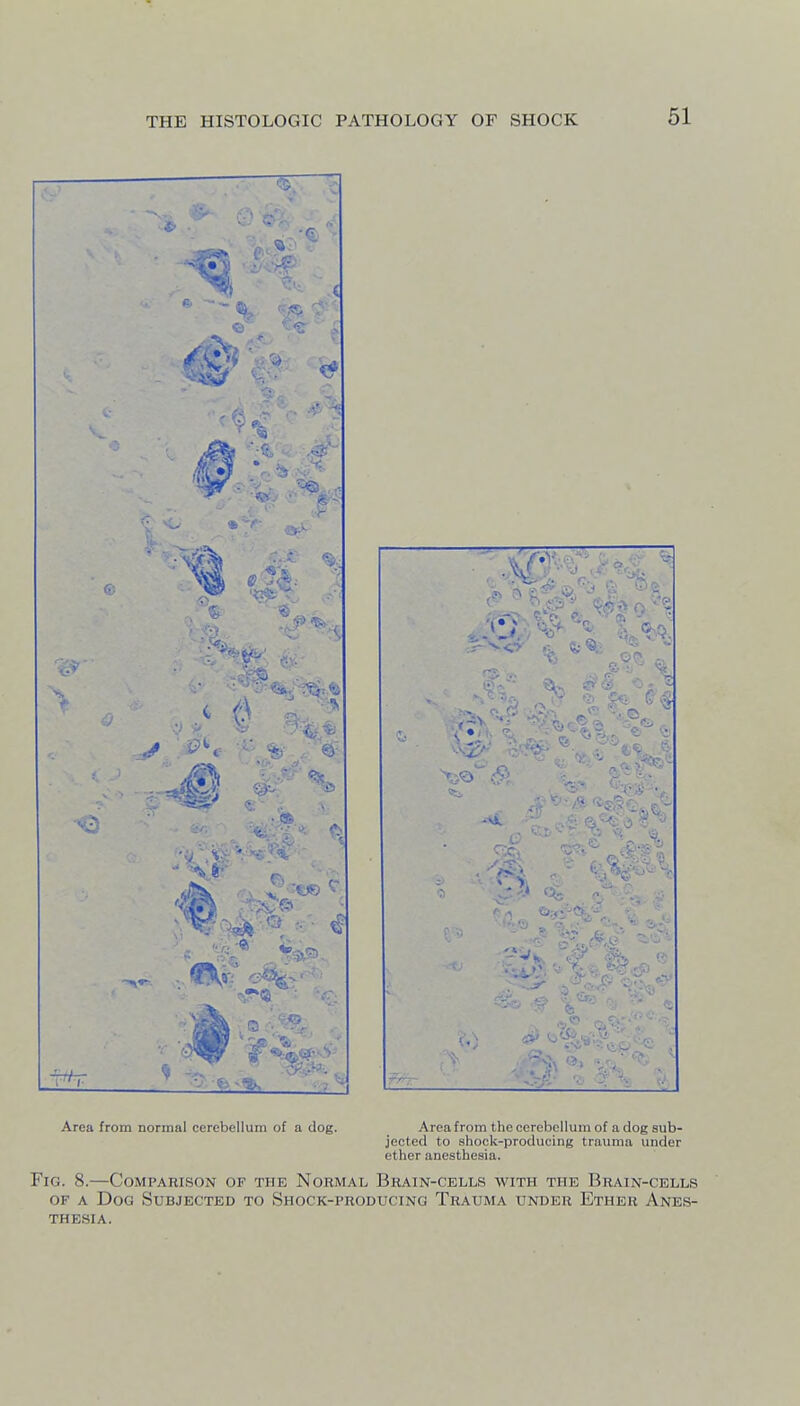r •3 ^ <•■> fl; % ft '1* Qs '  et.'-'Si.'.'iT. I* 15 Area from normal cerebellum of a dog. Area from the cerebellum of a clog sub- jected to shock-producing trauma under ether anesthesia. Fig. 8.—Comparison of the Normal Brain-cells with the Brain-cells OF A Dog Subjected to Shock-puoducing Trauma under Ether Anes- thesia.