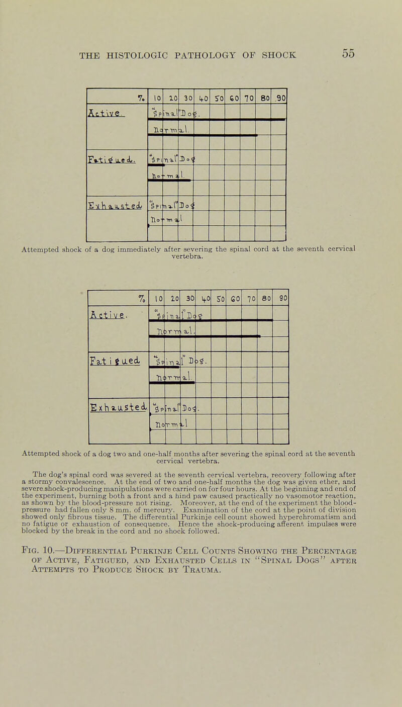 7. 10 lo 30 SO CO 70 80 90 Sp 'Do s, Ho T T\-l J) OS U- * in a ,1, Ha- •■mi ,1 Attempted shock of a dog immediately after severing the spinal cord at the seventh cervical vertebra. 10 10 30 so GO 70 80 90 A ctive. r'f 71' 3r TT Fa-t i SaedL in a f B )T-rr ExhiaStecL. u i-na-f . rm Attempted shock of a dog two and one-half months after severing the spinal cord at the seventh cervical vertebra. The dog's spinal cord was severed at the seventh cervical vertebra, recovery following after a stormy convalescence. At the end of two and one-half months the dog was given ether, and severe shock-producing manipulations were carried on for four hours. At the beginning and end of the experiment, burning both a front and a hind paw caused practically no vasomotor reaction, as shown by the blood-pressure not rising. Moreover, at the end of the experiment the blood- pressure had fallen only 8 mm. of mercury. Examination of the cord at the point of division showed only fibrous tissue. The differential Purkinje cell count showed hyperchromatism and no fatigue or exhaustion of consequence. Hence the shock-producing afferent impulses were blocked by the break in the cord and no shock followed. Fig. 10.—Differential Purkinje Cell Counts Showing the Percentage OF Active, Fatigued, and Exhausted Cells in Spinal Dogs after Attempts to Produce Shock by Trauma.