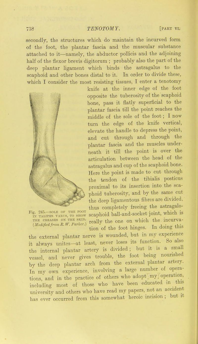 secondly, the structures which do maintain the incurved form of the foot, the plantar fascia and the muscular substance attached to it—namely, the abductor pollicis and the adjoining half of the flexor brevis digitorum ; probably also the part of the deep plantar ligament which binds the astragalus to the scaphoid and other bones distal to it. In order to divide these, which I consider the most resisting tissues, I enter a tenotomy knife at the inner edge of the foot opposite the tuberosity of the scaphoid bone, pass it flatly superficial to the plantar fascia till the point reaches the middle of the sole of the foot; I now turn the edge of the knife vertical, elevate the handle to depress the point, and cut through and through the plantar fascia and the muscles under- neath it till the point is over the articulation between the head of the astragalus and cup of the scaphoid bone, if Here the point is made to cut through *| \w the tendon of the tibialis posticus % '^Vv proximal to its insertion into the sca- ,JM^> phoid tuberosity, and by the same cut ^^^||jjp5^ the deep ligamentous fibres are divided, thus completely freeing the astragalo- ?S^S°LvZFs,T™ show scaphoid ball-and-socket joint, which is the oreases on the skin. tt one on which the mcurva- (mdilicdfromR.tV. Parker.) Lcau-y . , . ,,. tion of the foot hinges. In doing this the external plantar nerve is wounded, but in my experience it always unites-at least/never loses its function. So also the internal plantar artery is divided; but it is a small vessel, and never gives trouble, the foot being nourished by the deep plantar arch from the external plantar artery. In my own experience, involving a large number of opera- tions, and in the practice of others who adopt my; operation, including most of those who have been educated m this university and others who have read my papers, not an accident has ever occurred from this somewhat heroic incision ; but it \