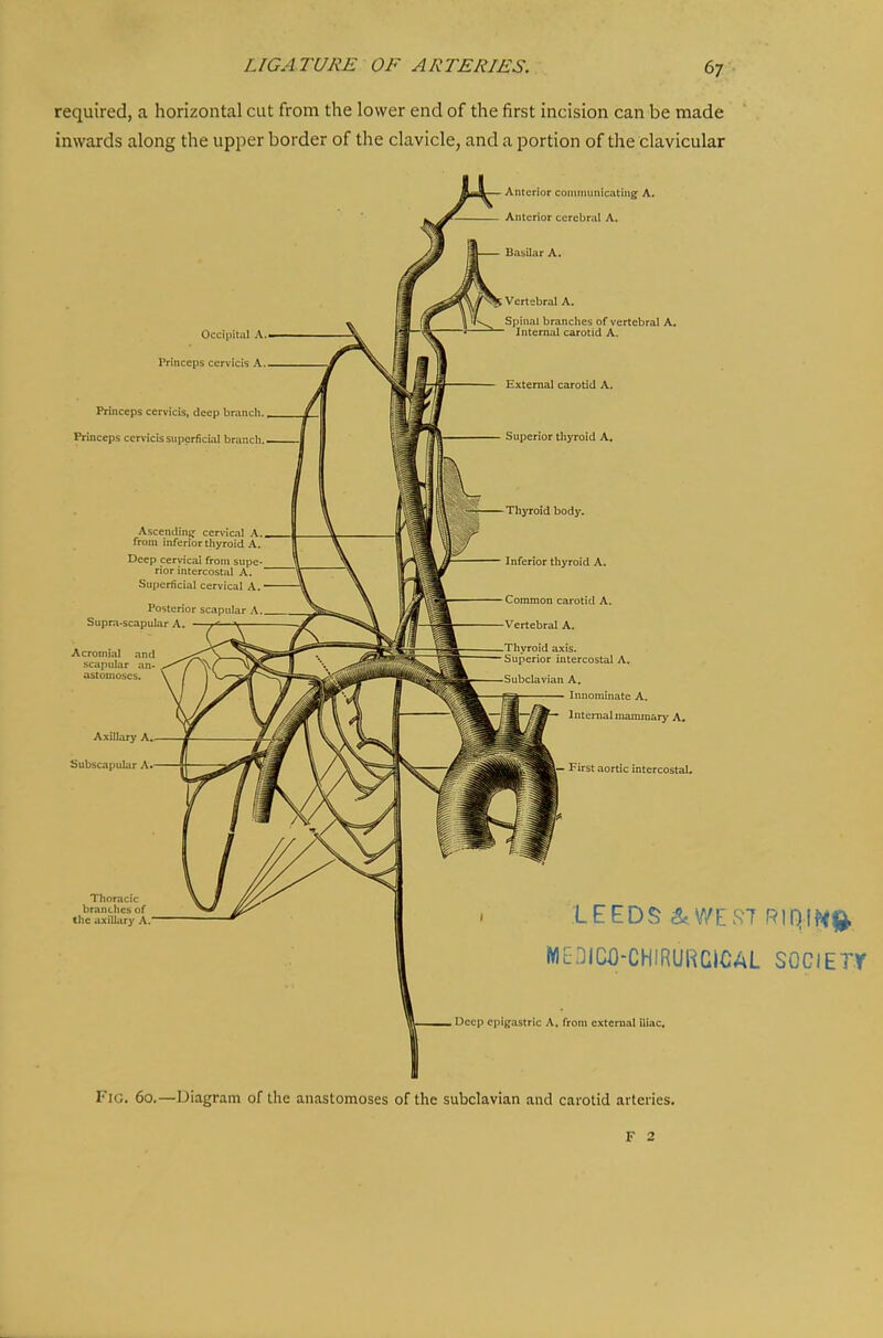 required, a horizontal cut from the lower end of the first incision can be made inwards along the upper border of the clavicle, and a portion of the clavicular Occipital A I'rinceps cervicis A, Princeps cervicis, deep brancli. Princeps cervicis superficial branch. AscendiniT cervical A. from inferior thyroid A. Deep cervical from supe- rior intercostal A. Superficial cervical A. Posterior scapular A. Supra-scapular A. Acromial and scapular an- astomoses. Axillary A, Subscapular A. Anterior comnuniicating A. Anterior cerebral A. Basilar A. Vertebral A. Spinal branches of vertebral A. Internal carotid A. External carotid A. Superior thyroid A. Thyroid body. Inferior thyroid A. Common carotid A. Vertebral A. Thyroid axis. Superior intercostal A. Subclavian A. Innominate A. Internal mammary A, I— First aortic intercostal. LEEDS 5.WE5^7 Rin}IM<^ MEDICO-CHIRURCICAL SOCIETY Deep epigastric A. from external iliac. Fig. 60.—Diagram of the anastomoses of the subclavian and carotid arteries.