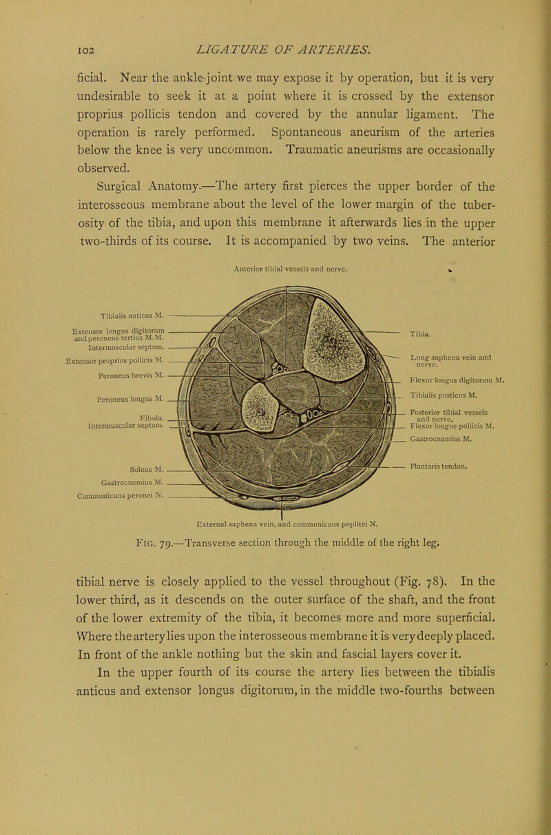 ficial. Near the ankle-joint we may expose it by operation, but it is very undesirable to seek it at a point where it is crossed by the extensor proprius pollicis tendon and covered by the annular ligament. The operation is rarely performed. Spontaneous aneurism of the arteries below the knee is very uncommon. Traumatic aneurisms are occasionally observed. Surgical Anatomy.—The artery first pierces the upper border of the interosseous membrane about the level of the lower margin of the tuber- osity of the tibia, and upon this membrane it afterwards lies in the upper two-thirds of its course. It is accompanied by two veins. The anterior Anterior tibial vessels and nerve. to Tibialis anticus M. Extensor longus digitorum and peroneus tertius M.M. Intermuscular septum. Extensor propri\is pollicis M. Peroneus brevis M. Peroneus longus M. Fibula. Intermuscular septum. Soleus M. Gastrocnemius M. Communicans peronei N. Tibia. Long saphena vein arfd nerve. Flexor longus digitorum M. Tibialis posticus M. Posterior tibial vessels and ner\'e. Flexor longus pollicis M. Gastrocnemius M. Plantaris tendon. External saphena vein, and communicans poplitei N. Fig. 79.—Transverse section through the middle of the right leg. tibial nerve is closely applied to the vessel throughout (Fig. 78). In the lower third, as it descends on the outer surface of the shaft, and the front of the lower extremity of the tibia, it becomes more and more superficial. Where thearterylies upon the interosseous membrane it is verydeeply placed. In front of the ankle nothing but the skin and fascial layers cover it. In the upper fourth of its course the artery lies between the tibialis anticus and extensor longus digitorum, in the middle two-fourths between