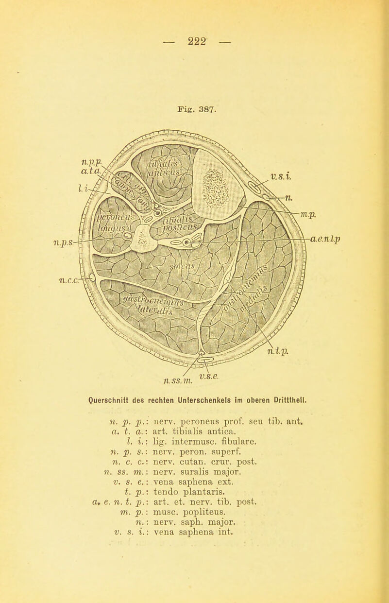 Fig. 387. Querschnitt des rechten Unterschenkels im oberen Drittthell. n. p. p.: nerv, peroneus prof. seu tib. aut. a. t. a.: art. tibialis antica. l. i.: lig. intermusc. fibulare. n. p. s.: nerv, peron. superf. n. c. c.: nerv, cutan. crur. post. n. SS. m.: nerv, suralis major. V. s. e.: Vena saphena ext. t. p.: tendo plantaris. a. e. n. t. p.: art. et. nerv. tib. post. m. p.: musc. popliteus. n.: nerv. saph. major. V. s. i.: Vena sapliena int.