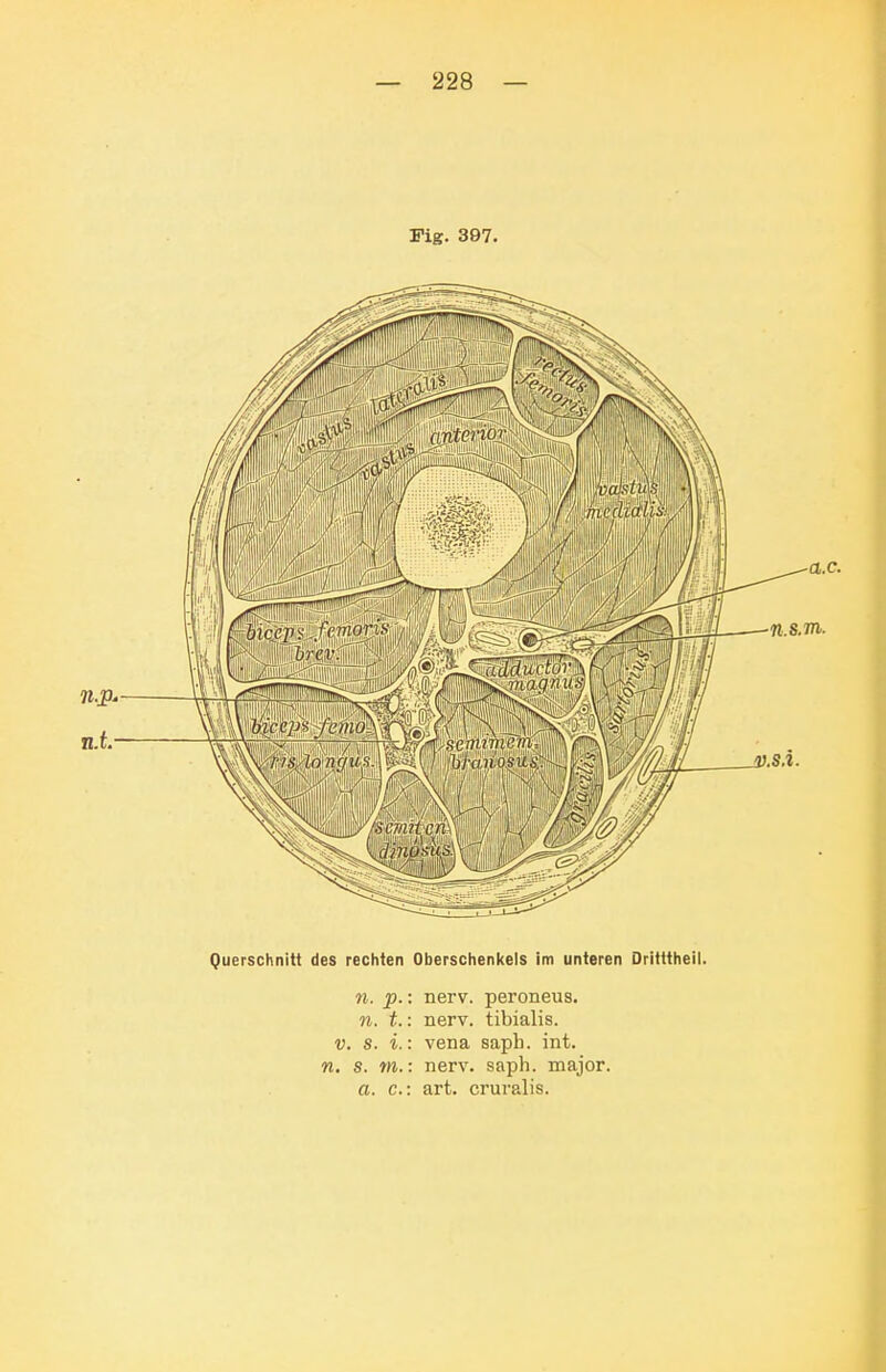 Fig. 397. V. s. i.: Vena sapb. int. n. s. m.: nerv. saph. major. a. c: art. cruralis.