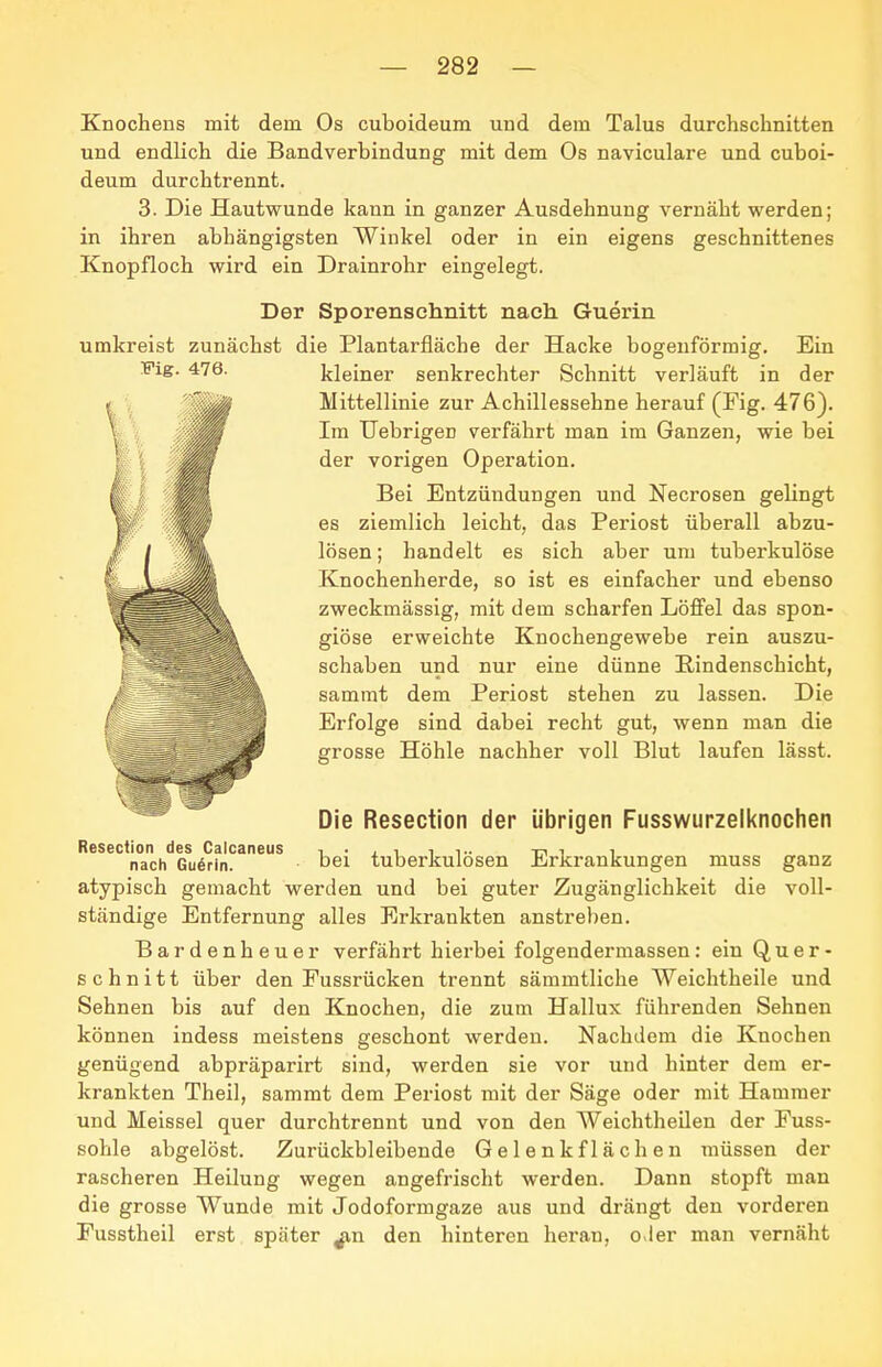 Knochens mit dem Os cuboideum und dem Talus durchschnitten und endlich die Bandverbindung mit dem Os naviculare und cuboi- deum durchtrennt. 3. Die Hautwunde kann in ganzer Ausdehnung vernäht werden; in ihren abhängigsten Winkel oder in ein eigens geschnittenes Knopfloch wird ein Drainrohr eingelegt. Der Sporenschnitt nach Guerin umkreist zunächst die Plantarfläche der Hacke bogenförmig. Ein Fig. 476. kleiner senkrechter Schnitt verläuft in der Mittellinie zur Achillessehne herauf (Fig. 476). Im Uebrigen verfährt man im Ganzeji, wie bei der vorigen Operation. Bei Entzündungen und Necrosen gelingt es ziemlich leicht, das Periost überall abzu- lösen ; handelt es sich aber um tuberkulöse Knochenherde, so ist es einfacher und ebenso zweckmässig, mit dem scharfen Lö£fel das spon- giöse erweichte Knochengewebe rein auszu- schaben und nur eine dünne Eindenschicht, sammt dem Periost stehen zu lassen. Die Erfolge sind dabei recht gut, wenn man die grosse Höhle nachher voll Blut laufen lässt. Die Resection der übrigen Fusswurzelknochen Resection des Calcaneus i • . i i i- xn i i nach Gu6rin. bei tuberkulösen Jl/rkrankungen muss ganz atypisch gemacht werden und bei guter Zugänglichkeit die voll- ständige Entfernung alles Erkrankten anstreben. Bardenheuer verfährt hierbei folgendermassen: ein Quer- schnitt über den Fussrücken trennt sämmtliche Weichtheile und Sehnen bis auf den Knochen, die zum Hallux führenden Sehnen können indess meistens geschont werden. Nachdem die Knochen genügend abpräparirt sind, werden sie vor und hinter dem er- krankten Theil, sammt dem Periost mit der Säge oder mit Hammer und Meissel quer durchtrennt und von den Weichtheilen der Fuss- sohle abgelöst. Zurückbleibende G e 1 e n k f 1 ä c h e n müssen der rascheren Heilung wegen angefrischt werden. Dann stopft man die grosse Wunde mit Jodoformgaze aus und drängt den vorderen Fusstheil erst später ^n den hinteren heran, o.ler man vernäht