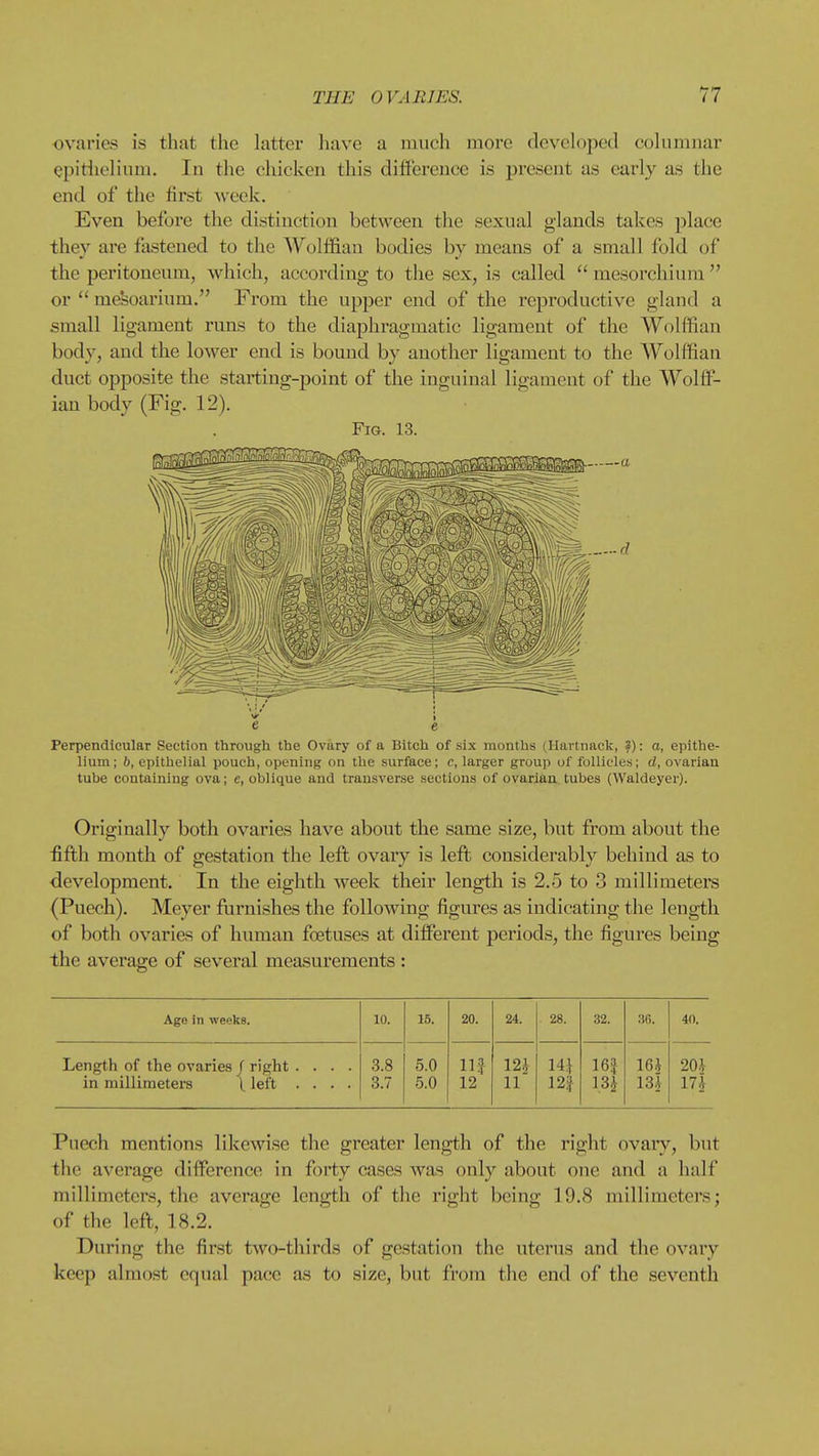 ovaries is that the latter have a much more developed columnar epithelium. In the chicken this difierence is present as early as the end of the first ^\'eek. Even before the distinction between the sexual glands takes place they are fastened to the Wolffian bodies by means of a small fold of the peritoneum, which, according to the sex, is called  mesorchium  or  me^oarium. From the upper end of the reproductive gland a small ligament runs to the diaphragmatic ligament of the Wolffian body, and the lower end is bound by another ligament to the AVolffian duct opposite the starting-point of the inguinal ligament of the Wolff- ian body (Fig. 12). Fig. 13. Perpendicular Section through the Ovary of a Bitch of six months (Hartnack, ?); a, epithe- lium; b, epithelial pouch, opening on the surface; c, larger group of follicles; d, ovarian tube containing ova; e, oblique and transverse sections of ovarian tubes (Waldeyer). Originally both ovaries have about the same size, but from abovit the :fifith month of gestation the left ovaiy is lefb considerably behind as to development. In the eighth week their length is 2.5 to 3 millimeters (Puech). Meyer flirnishes the following figures as indicating the length of both ovaries of human foetuses at different periods, the figures being the average of several measurements : Age in weeks. 10. 15. 20. 24. 28. 32. 3fi. 40. Length of the ovaries / right .... in millimeters \ left .... 3.8 3.7 5.0 5.0 llf 12 m 11 14.1 12| 16.? 16i 13i 20.i 17| Puech mentions likewise the greater length of the right ovaiy, but the average difference in forty cases was only about one and a half millimeters, the average length of the right being 19.8 millimeters; of the lefl, 18.2. During the first two-thirds of gestation the uterus and the ovary keep almost equal pace as to size, but from the end of the seventh (