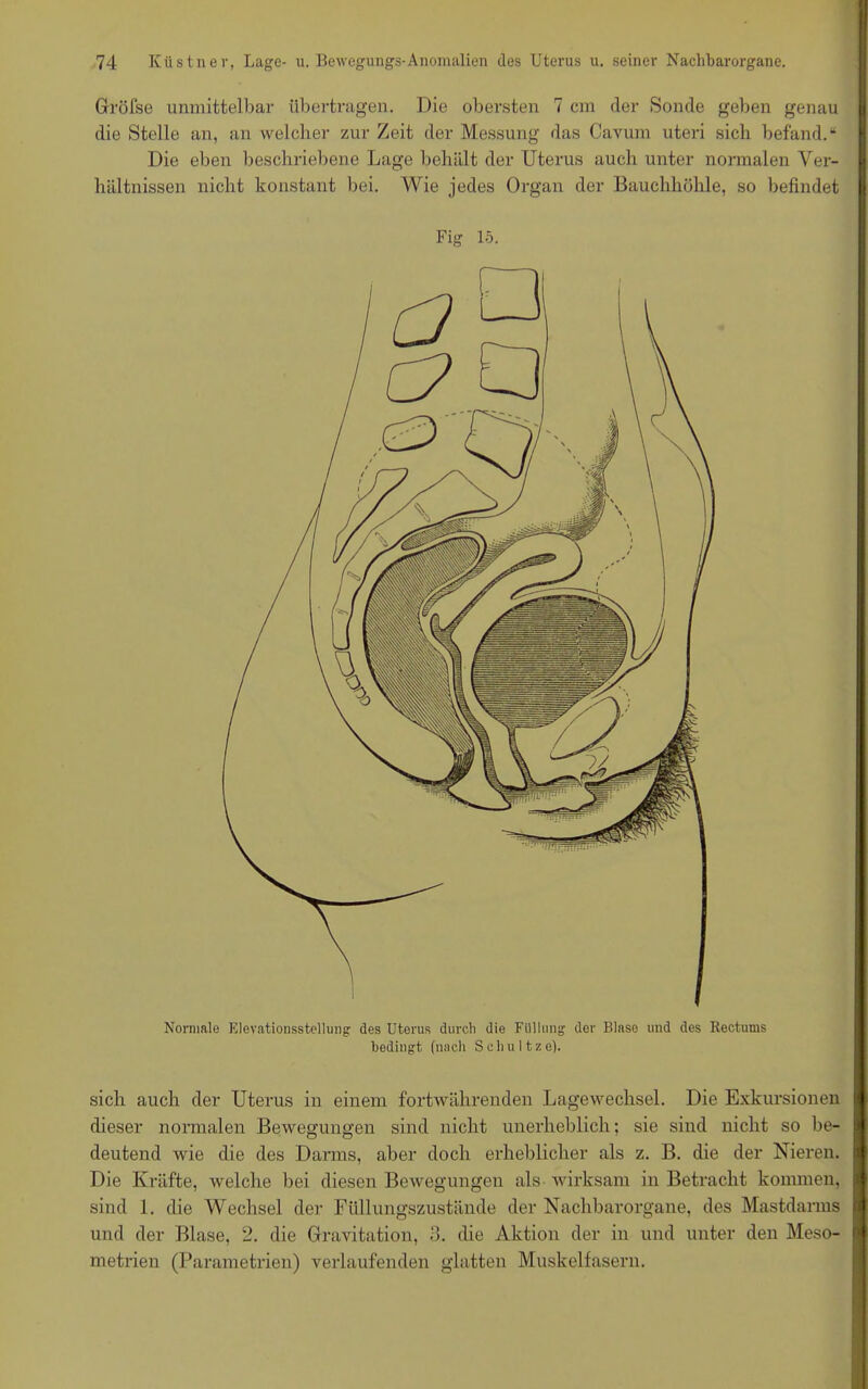 j Gröfse unmittelbar übertragen. Die obersten 7 cm der Sonde geben genau die Stelle an, an welcher zur Zeit der Messung das Cavum uteri sich befand.“ Die eben beschriebene Lage behält der Uterus auch unter normalen Ver- hältnissen nicht konstant bei. Wie jedes Organ der Bauchhöhle, so befindet Fig 15. Normale Elevationsstellung des Uterus durch die Füllung der Blase und des Rectums bediugt (nach S c h u 11 z e). sich auch der Uterus in einem fortwährenden Lagewechsel. Die Exkursionen dieser normalen Bewegungen sind nicht unerheblich; sie sind nicht so be- deutend wie die des Darms, aber doch erheblicher als z. B. die der Nieren. Die Kräfte, welche bei diesen Bewegungen als wirksam in Betracht kommen, sind 1. die Wechsel der Füllungszustände der Nachbarorgane, des Mastdarms und der Blase, 2. die Gravitation, 3. che Aktion der in und unter den Meso- metrien (Parametrien) verlaufenden glatten Muskelfasern.