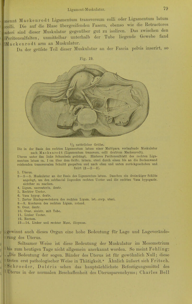 nennt Mackenrodt Ligamentum transversum colli oder Ligamentum latum 1 colli. Die auf die Blase übergreifenden Fasern, ebenso wie die Retractores uteri sind dieser Muskulatur gegenüber gut zu isoliren. Das zwischen den i iPeritonealfalten, unmittelbar unterhalb der Tube liegende Gewebe fand i \Mackenrodt arm an Muskulatur. Da der gröfste Teil dieser Muskulatur an der Fascia pelvis inserirt, so Fig. 19. 1/3 uatiirliclier Gröfse. Die in der Basis des rechten Ligamentum latum einer Multipara verlaufende Muskulatur nach Mackenrodt (Ligamentum transvers. colli dextrum Mackenrodt). Uterus unter das linke Schambein gedrängt. Hinteres Peritonealblatt des rechten Liga- mentum latum ca. 1 cm über dem Orific. intern, uteri durch einen bis an die Beckenwand reichenden transversalen Schnitt gespalten und nach oben und unten zurückgeschoben und fixirt ('2—2—2). I. Uterus. 3 — 3—3. Muskulatur an der Basis des Ligamentum latum. Daneben ein dreieckiger Schlitz angelegt, um den subfascial liegenden rechten Ureter und die rechten Vasa liypogastr. sichtbar zu machen. 4. Ligam. sacrouterin. dextr. 5. Rechter Ureter. 6. Vasa liypog. dextr. 7. Zarter Bindegewebskern des rechten Ligam. lat.^corp. uteri. 8 — 8. Konturen des rechten Ligam. rotund. 9. Ovar, dextr. 10. Ovar, sinistr. mit Tube. II. Linker Ureter. 12. Rectum. 13—14. Linker und rechter Muse, iliopsoas. j - gewinnt auch dieses Organ eine hohe Bedeutung für Lage und Lageverände- rung des Uterus. Seltsamer Weise ist diese Bedeutung der Muskulatur im Mesometrium j bis zum heutigen Tage nicht allgemein anerkannt worden. So meint Fehling: .. • „Die Bedeutung der sogen. Bänder des Uterus ist für gewöhnlich Null; diese treten erst pathologischer Weise in Thätigkeit.“ Ähnlich äufsert sich Fritsch. 5 S c h r 0 e d e r, D 01 e r i s sehen das hauptsächlichste Befestigungsmittel des . Uterus in der normalen Beschaffenheit des Uterusparenchyms; Charles Bell