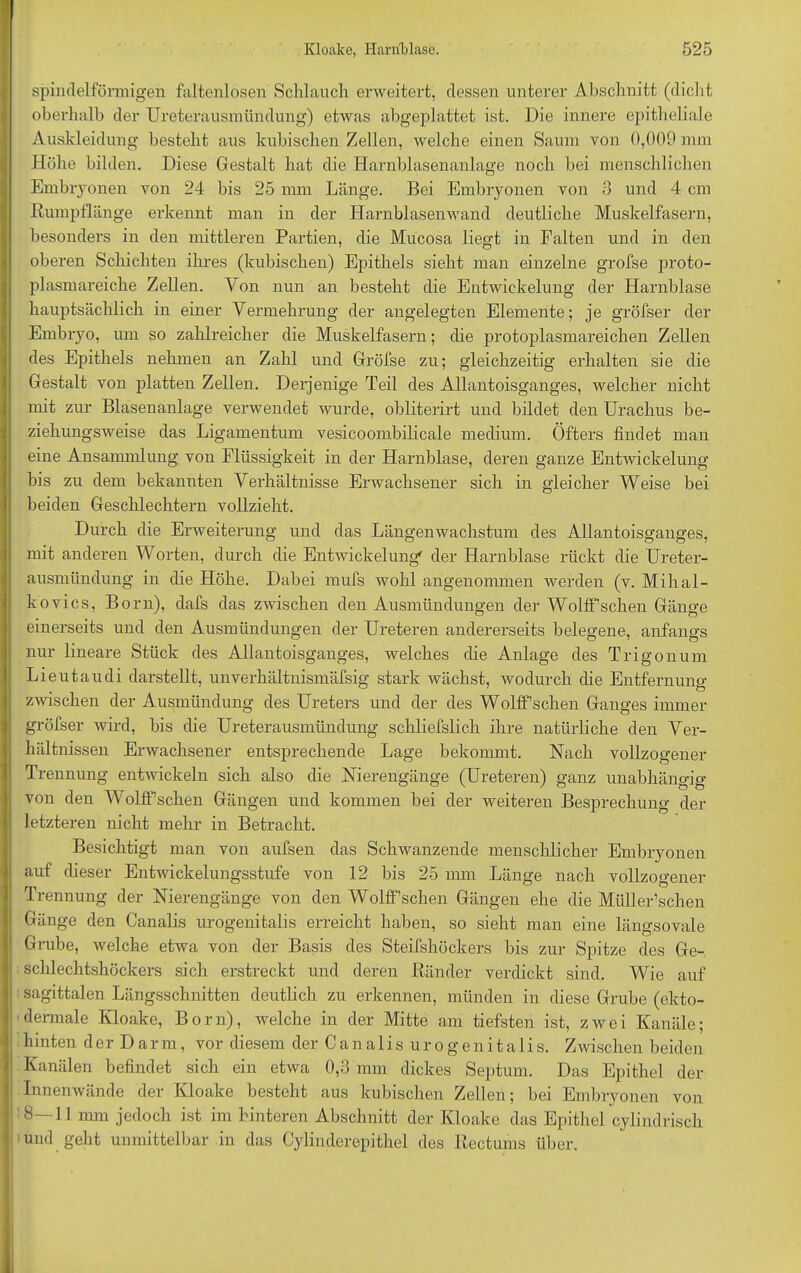 spindelförmigen faltenlosen Schlauch erweitert, dessen unterer Abschnitt (dicht oberhalb der Ureterausmündung) etwas abgeplattet ist. Die innere epitheliale Auskleidung besteht aus kubischen Zellen, welche einen Saum von 0,009 mm Höhe bilden. Diese Gestalt hat die Harnblasenanlage noch bei menschlichen Embryonen von 24 bis 25 mm Länge. Bei Embryonen von 3 und 4 cm Rumpflänge erkennt man in der Harnblasenwand deutliche Muskelfasern, besonders in den mittleren Partien, die Mucosa liegt in Falten und in den oberen Schichten ihres (kubischen) Epithels sieht man einzelne grofse proto- plasmareiche Zellen. Von nun an besteht die Entwickelung der Harnblase hauptsächlich in einer Vermehrung der angelegten Elemente; je gröfser der Embryo, um so zahlreicher die Muskelfasern; die protoplasmareichen Zellen des Epithels nehmen an Zahl und Gröfse zu; gleichzeitig erhalten sie die Gestalt von platten Zellen. Derjenige Teil des Allantoisganges, welcher nicht mit zur Blasenanlage verwendet wurde, obliterirt und bildet den Urachus be- ziehungsweise das Ligamentum vesicoombilicale medium. Öfters findet man eine Ansammlung von Flüssigkeit in der Harnblase, deren ganze Entwickelung bis zu dem bekannten Verhältnisse Erwachsener sich in gleicher Weise bei beiden Geschlechtern vollzieht. Durch die Erweiterung und das Längenwachstum des Allantoisganges, mit anderen Worten, durch die Entwickelung' der Harnblase rückt die Ureter- ausmündung in die Höhe. Dabei mufs wohl angenommen werden (v. Mihal- kovics, Born), dafs das zwischen den Ausmündungen der Wolff’schen Gänge einerseits und den Ausmündungen der Ureteren andererseits belegene, anfangs nur lineare Stück des Allantoisganges, welches die Anlage des Trigonuni Lieutaudi darstellt, unverhältnismäfsig stark wächst, wodurch die Entfernuno- . 7 Ö zwischen der Ausmündung des Ureters und der des Wolff’schen Ganges immer gröfser wird, bis die Ureterausmündung schliefslich ihre natürliche den Ver- hältnissen Erwachsener entsprechende Lage bekommt. Nach vollzogener Trennung entwickeln sich also die Nierengänge (Ureteren) ganz unabhängig von den Wolff’schen Gängen und kommen bei der weiteren Besprechung der letzteren nicht mehr in Betracht. Besichtigt man von aufsen das »Schwanzende menschlicher Embryonen auf dieser Entwickelungsstufe von 12 bis 25 mm Länge nach vollzogener Trennung der Nierengänge von den Wolff’schen Gängen ehe die Müller’schen Gänge den Canalis urogenitalis erreicht haben, so sieht man eine längsovale Grube, welche etwa von der Basis des Steifshöckers bis zur Spitze des Ge- schlechtshöckers sich erstreckt und deren Ränder verdickt sind. Wie auf sagittalen Längsschnitten deutlich zu erkennen, münden in diese Grube (ekto- dermale Kloake, Born), welche in der Mitte am tiefsten ist, zwei Kanäle; hinten derDarm, vor diesem der Cana 1 is urogenita 1 is. Zwischen beiden Kanälen befindet sich ein etwa 0,3 mm dickes Septum. Das Epithel der Innenwände der Kloake besteht aus kubischen Zellen; bei Embryonen von 8—11 mm jedoch ist im hinteren Abschnitt der Kloake das Epithel cylindrisch und geht unmittelbar in das Cylinderepithel des Reetunis über.